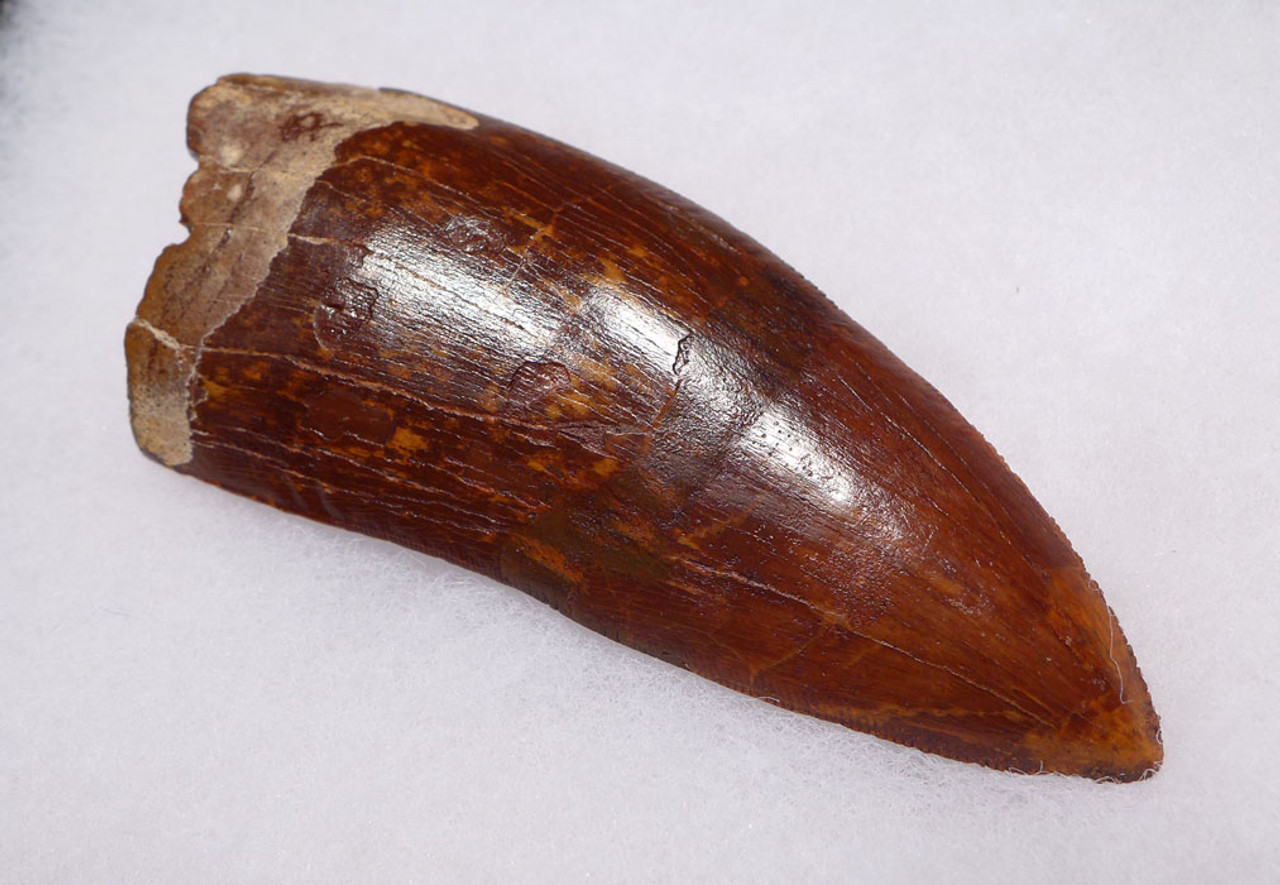 DT2-067 - BEAUTIFUL LARGE 3.5 INCH CARCHARODONTOSAURUS DINOSAUR TOOTH WITH STUNNING ENAMEL