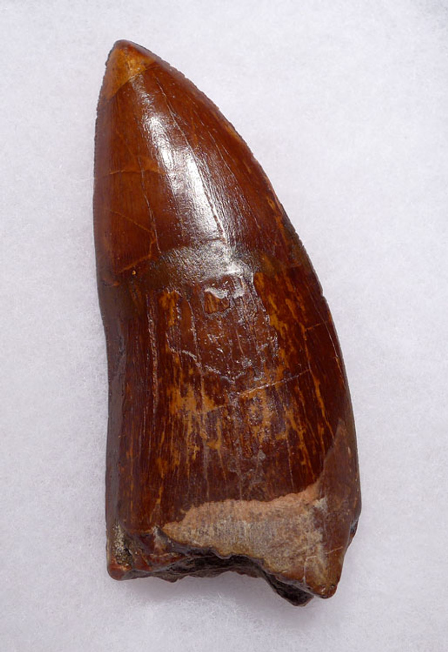 DT2-067 - BEAUTIFUL LARGE 3.5 INCH CARCHARODONTOSAURUS DINOSAUR TOOTH WITH STUNNING ENAMEL