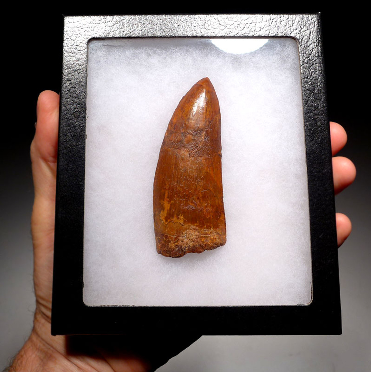 DT2-068 - LARGE 3.75 INCH CARCHARODONTOSAURUS FOSSIL TOOTH COMPOSITE FROM THE LARGEST MEAT-EATING DINOSAUR 