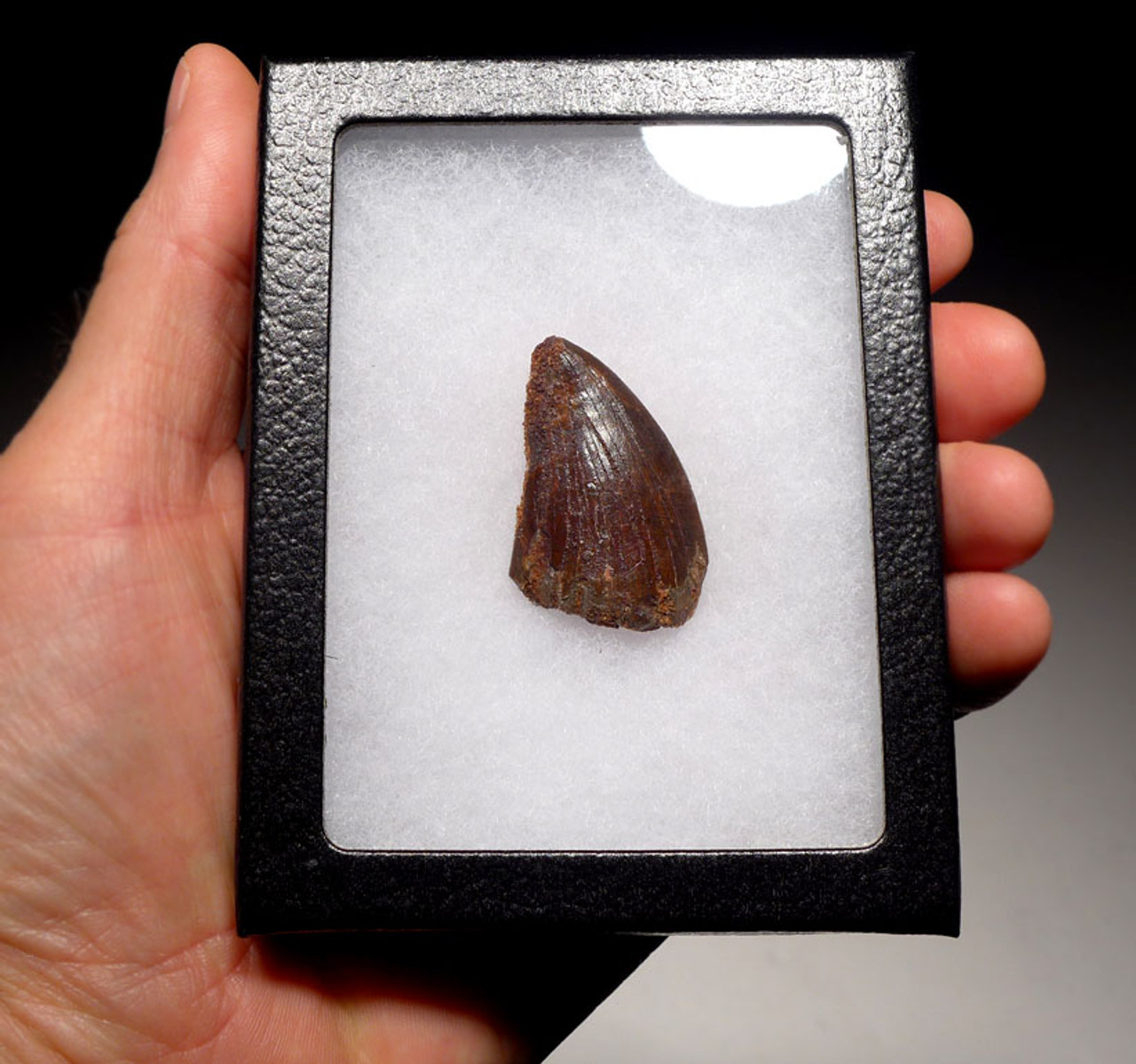 DT2-072 - UNBROKEN 1.75 INCH UNBROKEN CARCHARODONTOSAURUS FOSSIL DINOSAUR TOOTH