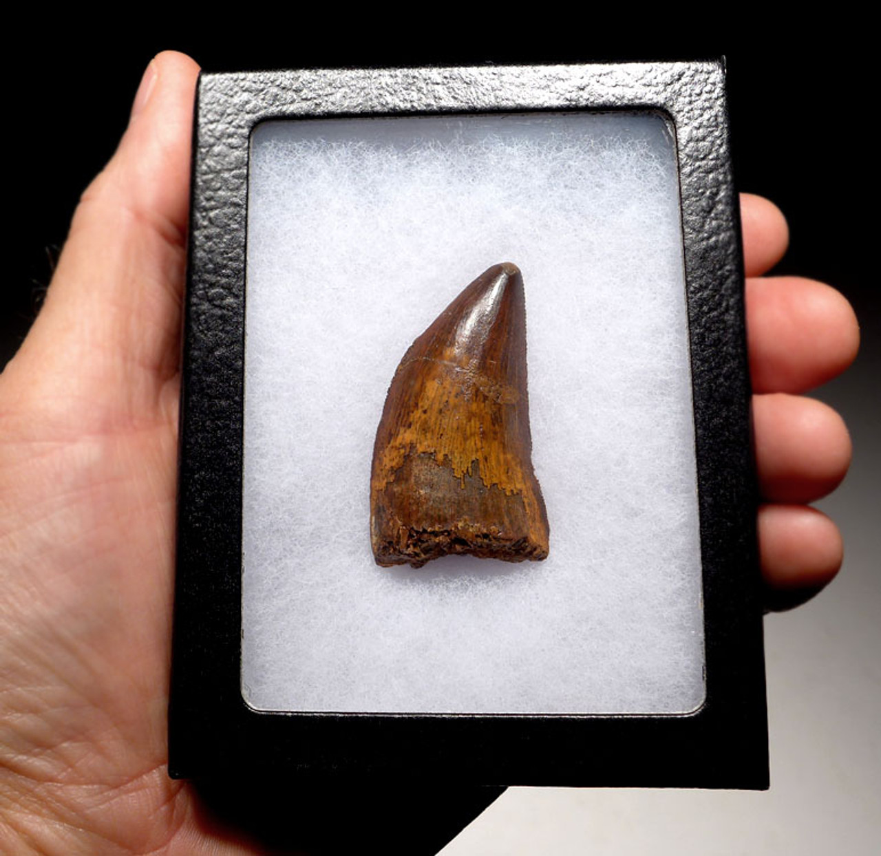 DT2-071 - CHOICE QUALITY 2.15 INCH CARCHARODONTOSAURUS FOSSIL TOOTH FROM THE LARGEST MEAT-EATING DINOSAUR