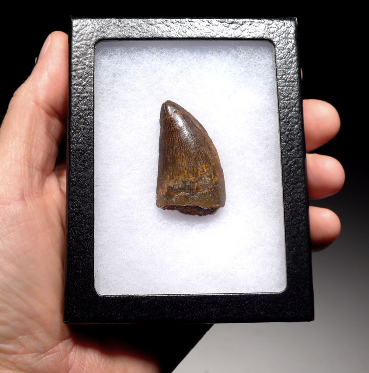 DT2-075 - 1.9 INCH CARCHARODONTOSAURUS FOSSIL TOOTH FROM THE LARGEST MEAT-EATING DINOSAUR