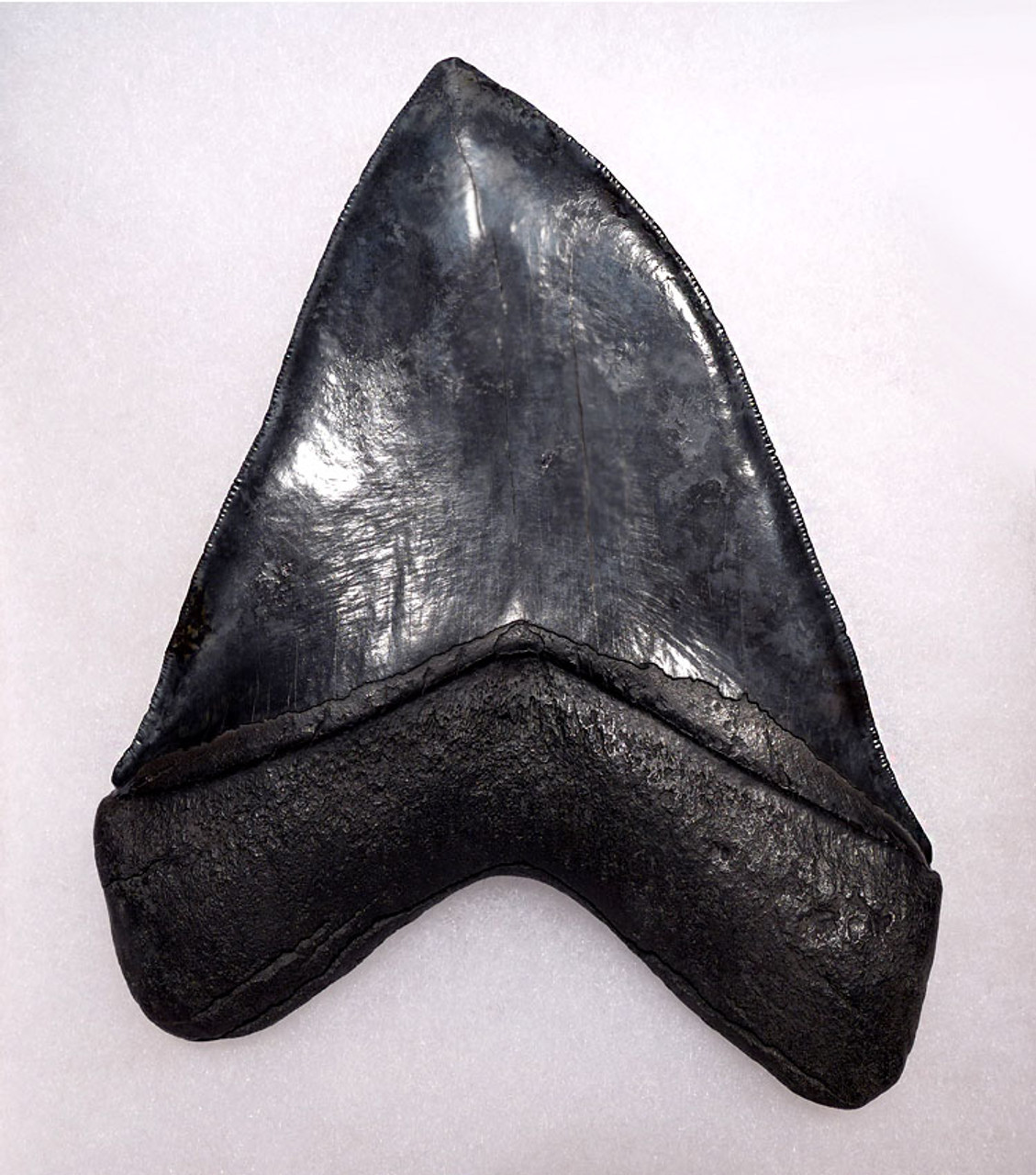 SH6-349 -  INVESTMENT CLASS NEARLY 6 INCH MEGALODON SHARK TOOTH WITH MIDNIGHT BLACK MOTTLED ENAMEL