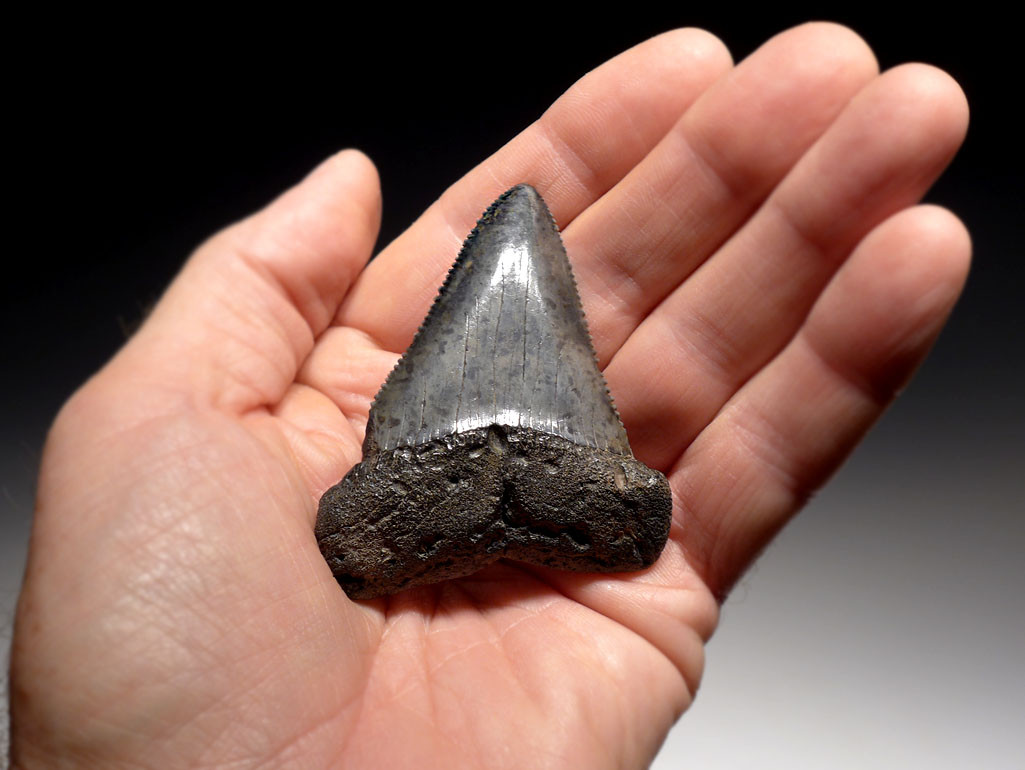 LARGEST GREAT WHITE FOSSIL SHARK TOOTH CARCHARIAS