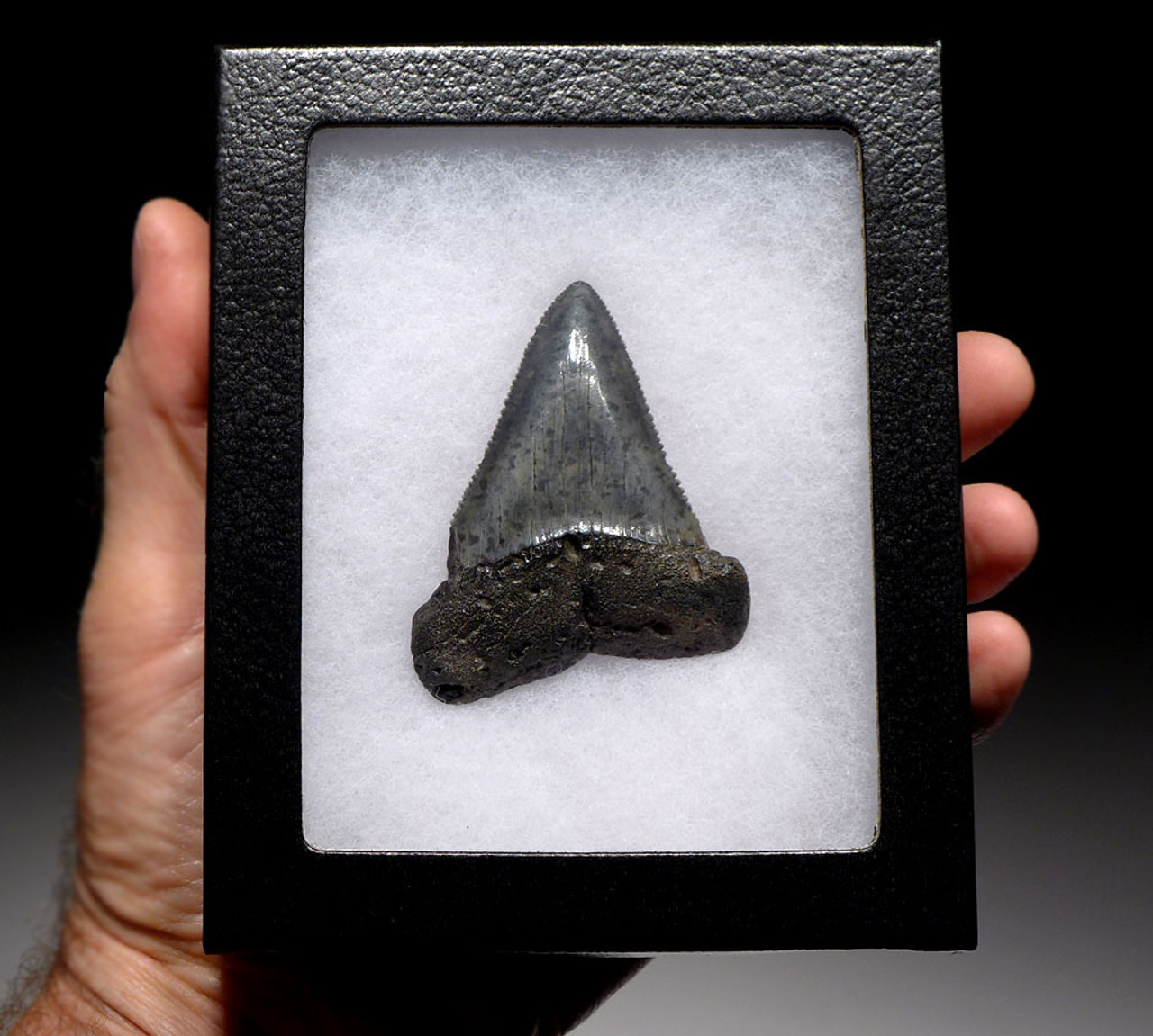 LARGEST GREAT WHITE FOSSIL SHARK TOOTH CARCHARIAS