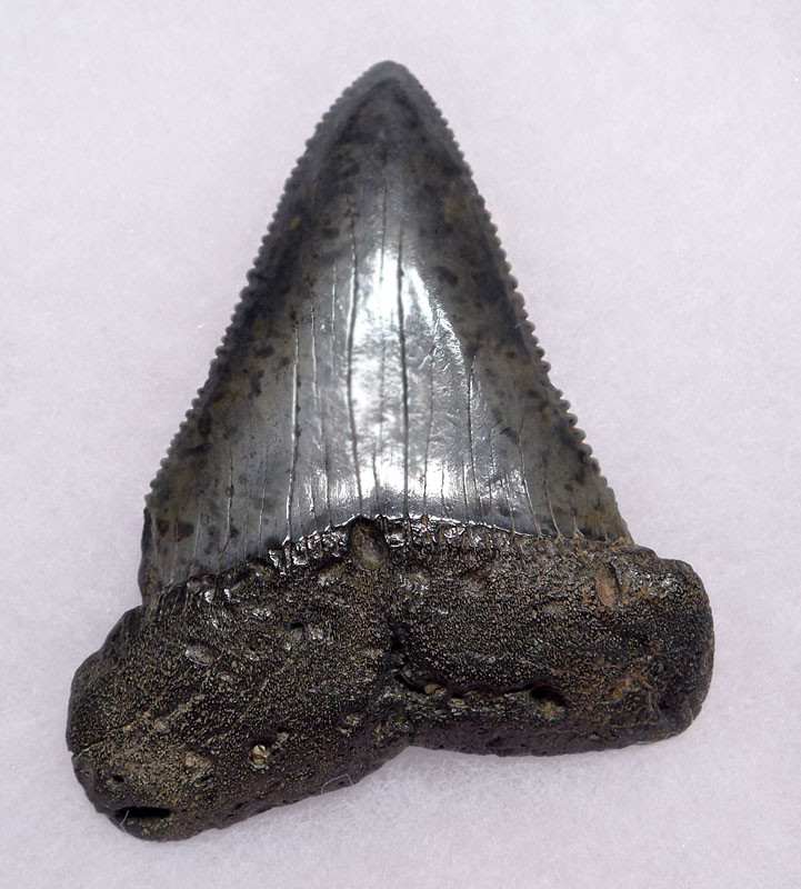 fossil potomac mills