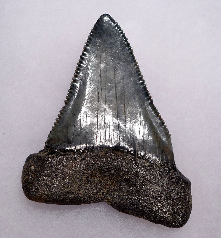 LARGEST GREAT WHITE FOSSIL SHARK TOOTH CARCHARIAS