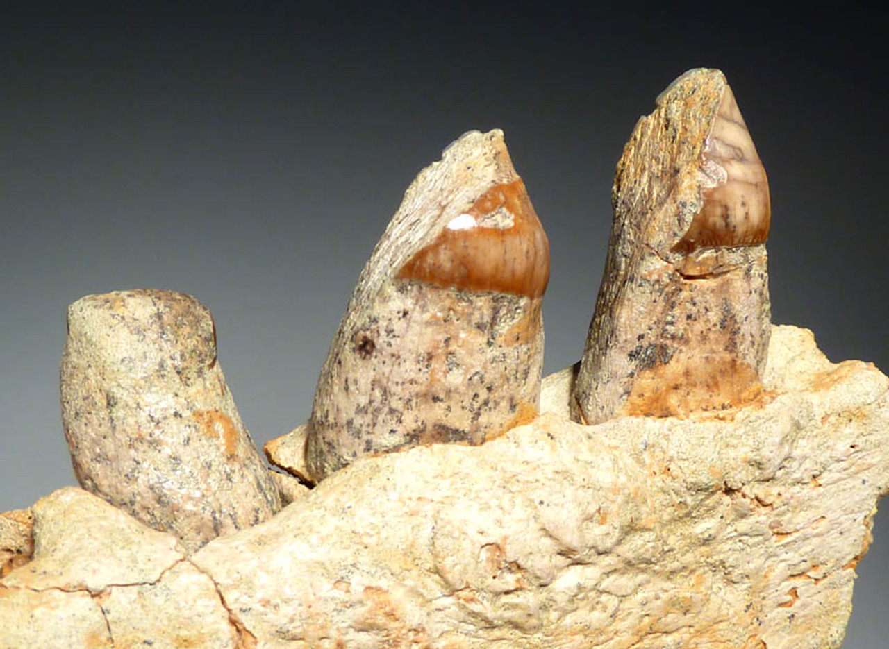 MVX001 - MIOCENE FOSSIL ALLODESMUS SEA LION JAW WITH ORIGINAL TEETH FROM SHARK TOOTH HILL, CALIFORNIA, U.S.A.