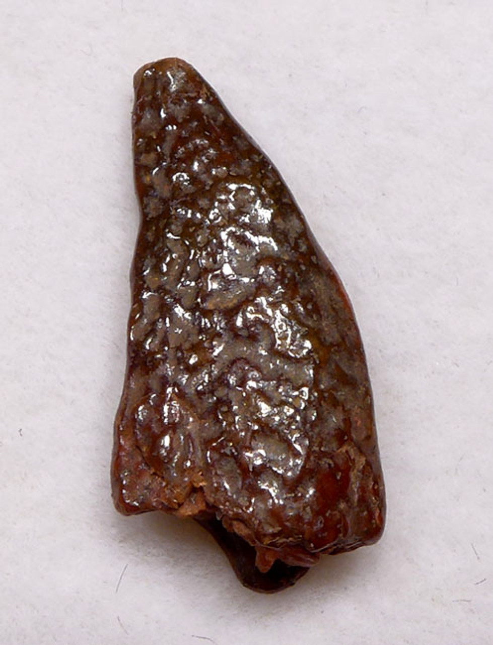 DT6-253 - PARTIALLY DIGESTED  INTACT DROMAEOSAUR " RAPTOR " TOOTH FROM BEING SWALLOWED DURING FEEDING