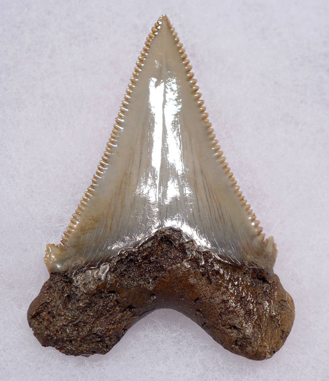 SHX049 - COLLECTOR GRADE CARCHAROCLES ANGUSTIDENS FOSSIL SHARK TOOTH FROM THE LOWER JAW