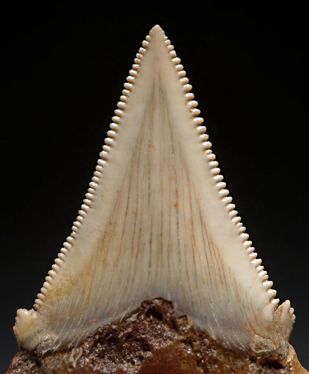 SHX049 - COLLECTOR GRADE CARCHAROCLES ANGUSTIDENS FOSSIL SHARK TOOTH FROM THE LOWER JAW