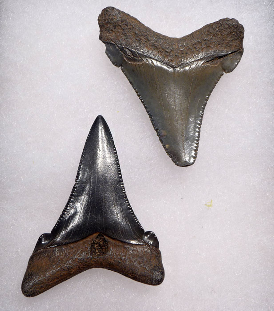 SHX053 - PAIR OF UPPER AND LOWER JAW CARCHAROCLES ANGUSTIDENS FOSSIL SHARK TEETH