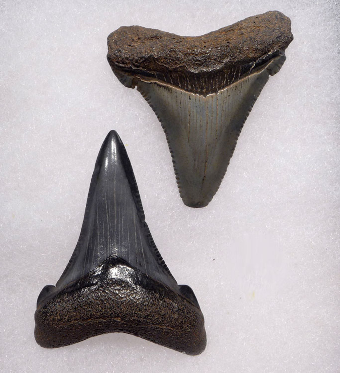 SHX053 - PAIR OF UPPER AND LOWER JAW CARCHAROCLES ANGUSTIDENS FOSSIL SHARK TEETH