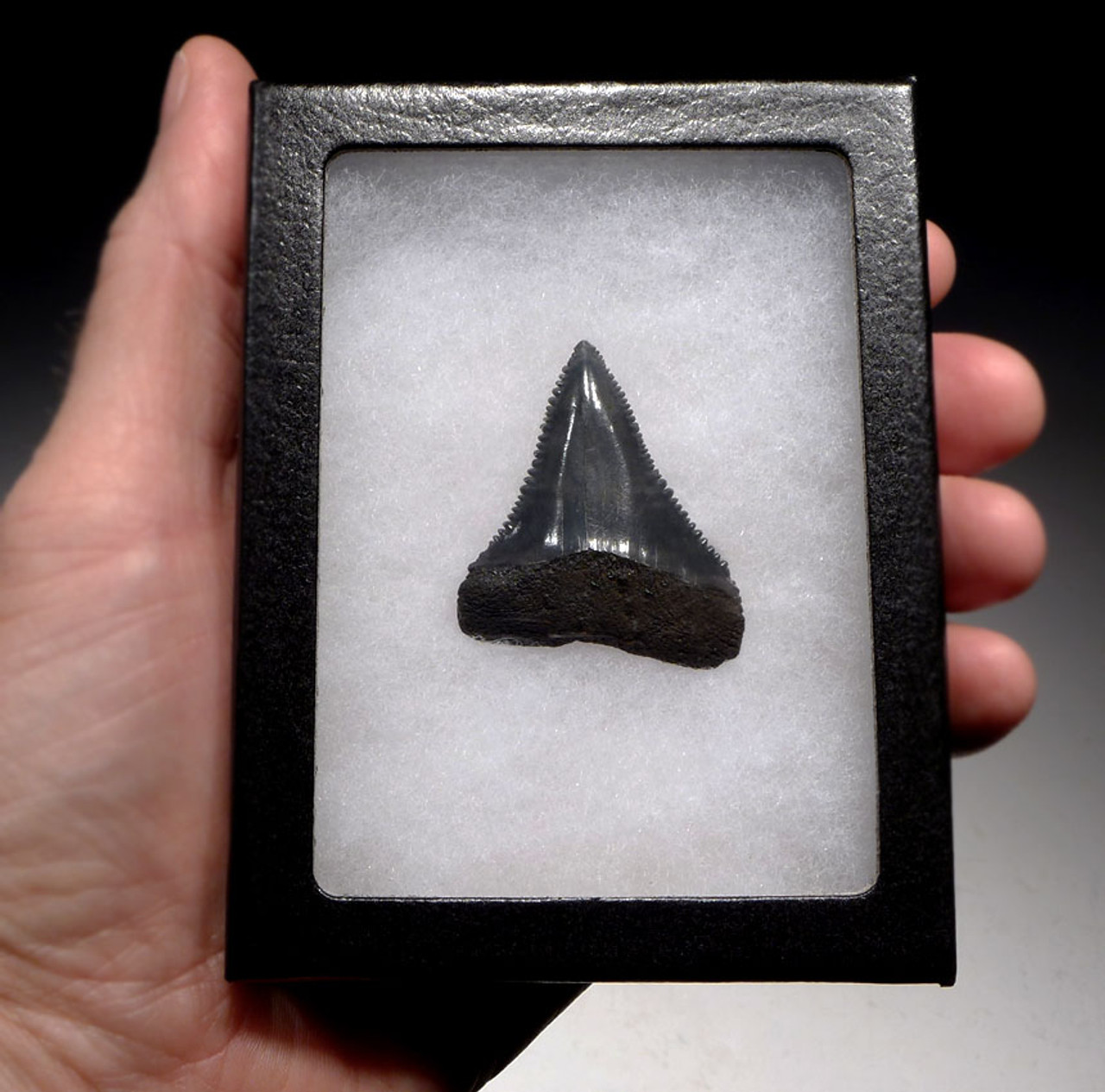 SHX054- GREAT WHITE SHARK TOOTH 1.75 LATERAL JAW CARCHARIAS FOSSIL