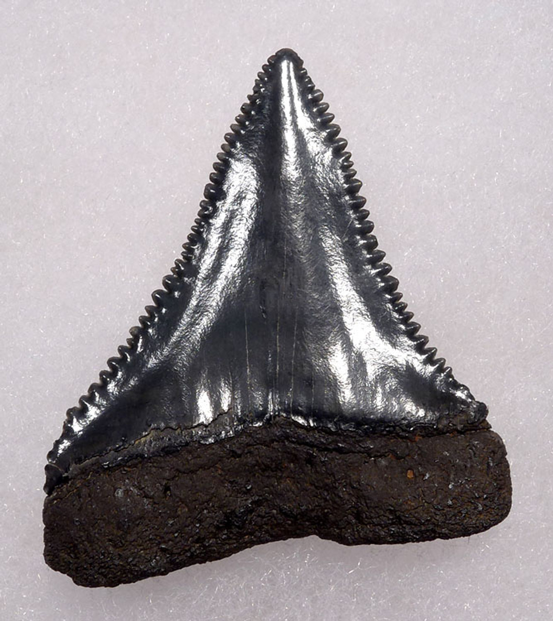 SHX054- GREAT WHITE SHARK TOOTH 1.75 LATERAL JAW CARCHARIAS FOSSIL