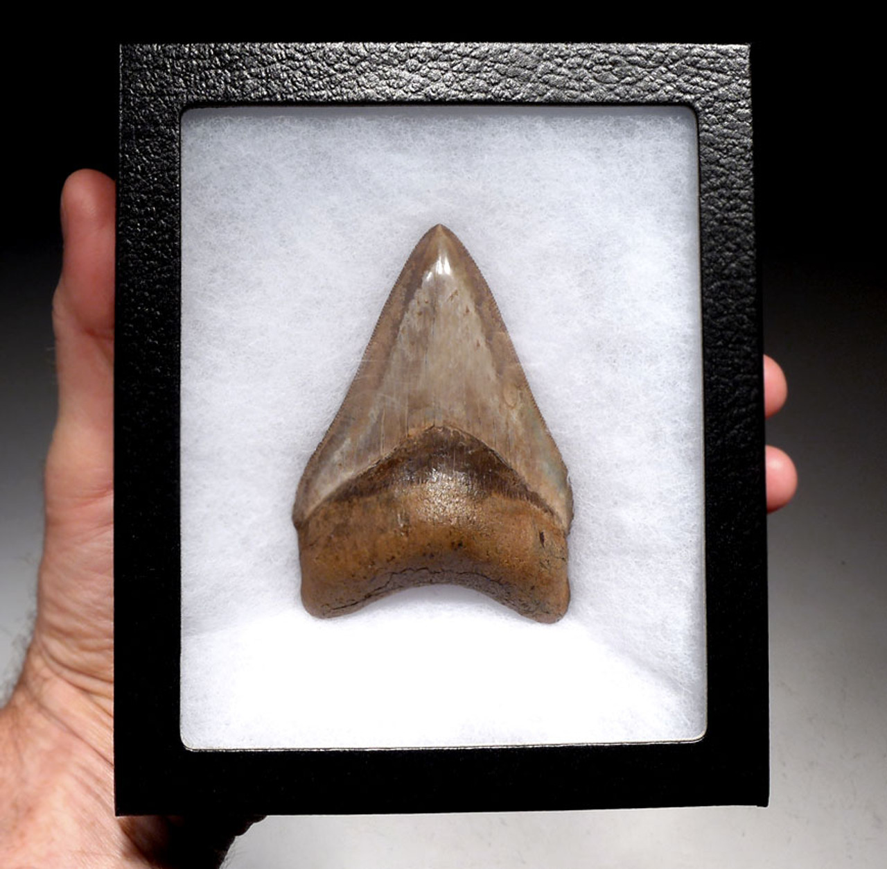 SH6-366 - FINEST INVESTMENT GRADE 3.65 INCH MEGALODON SHARK TOOTH WITH ORANGE CREAM ENAMEL