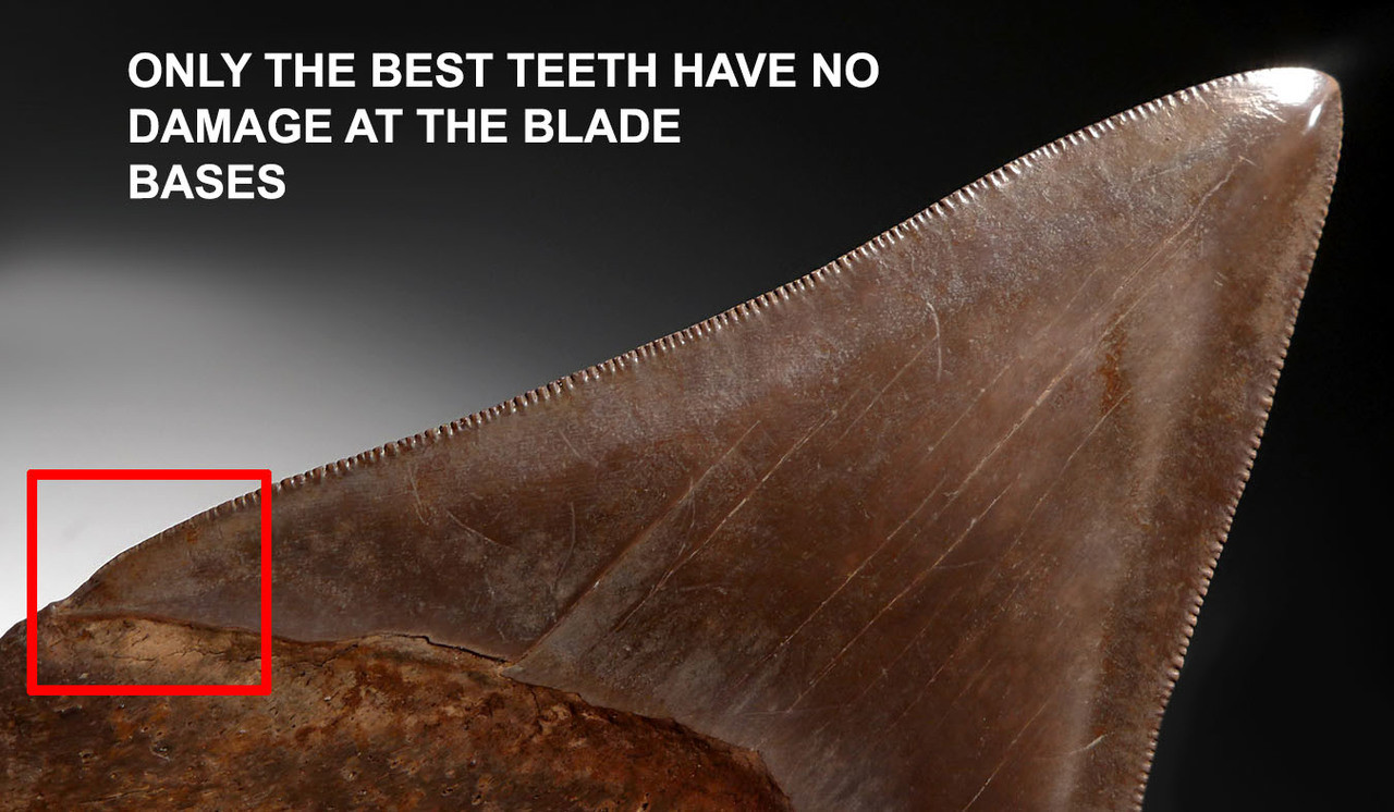 SH6-360 - COLLECTOR GRADE SILVER AND COPPER BROWN 4.3 INCH MEGALODON SHARK TOOTH FROM THE LOWER JAW