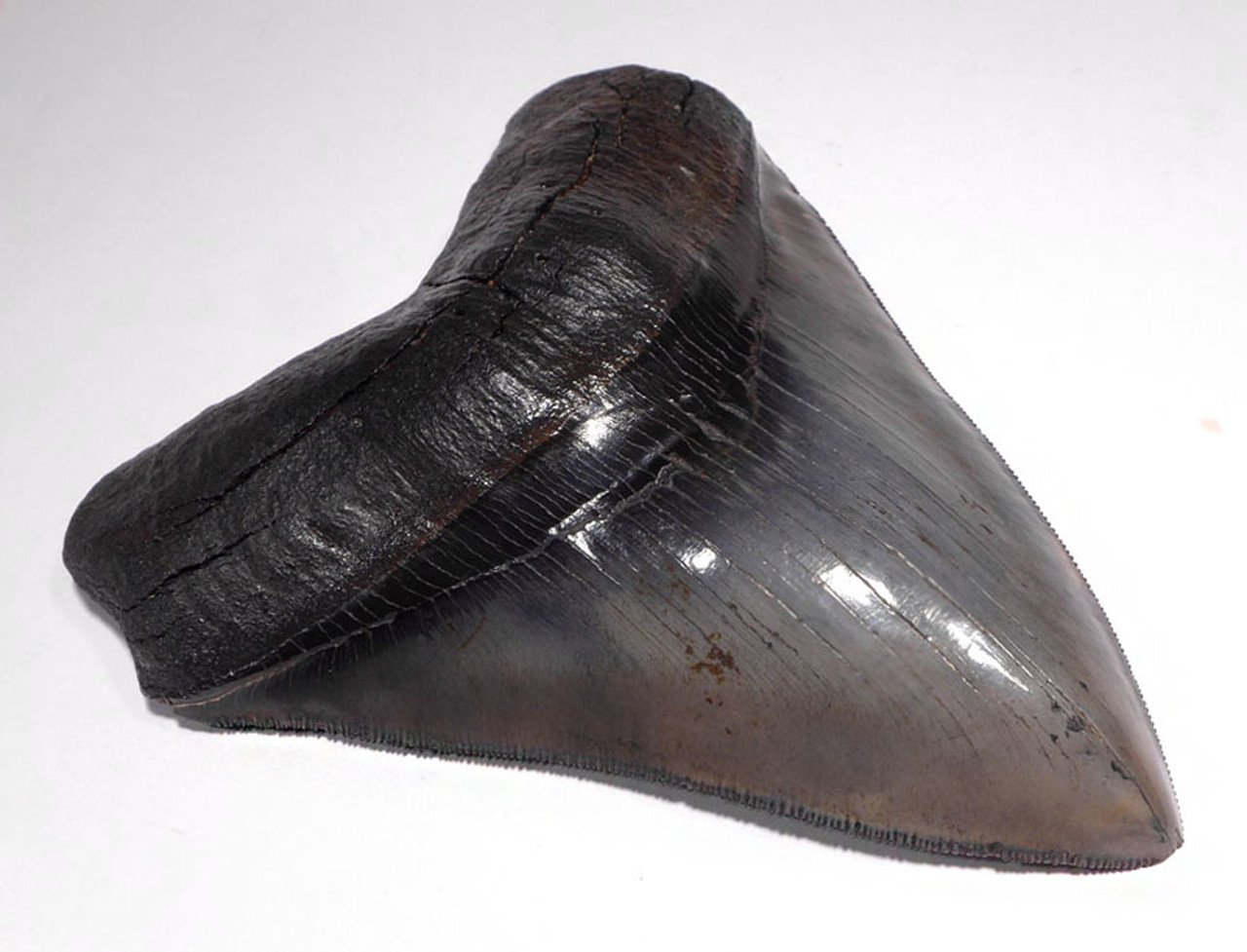 SH6-357 -  INVESTMENT CLASS 5.5 INCH MEGALODON SHARK TOOTH WITH SHARP SERRATIONS AND CHATOYANT ENAMEL