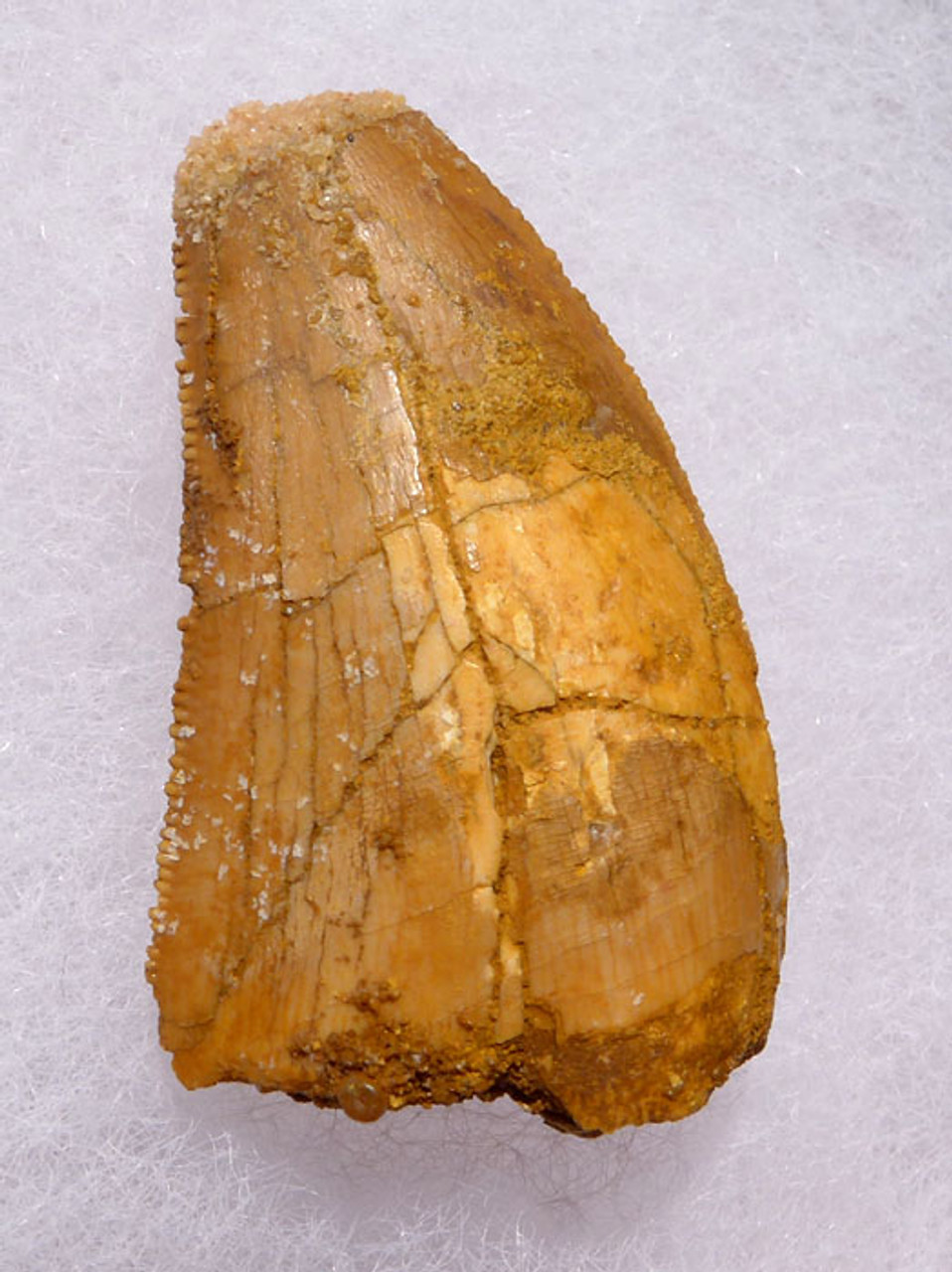 DT2-081 - CARCHARODONTOSAURUS FOSSIL TOOTH FROM THE LARGEST MEAT-EATING DINOSAUR 