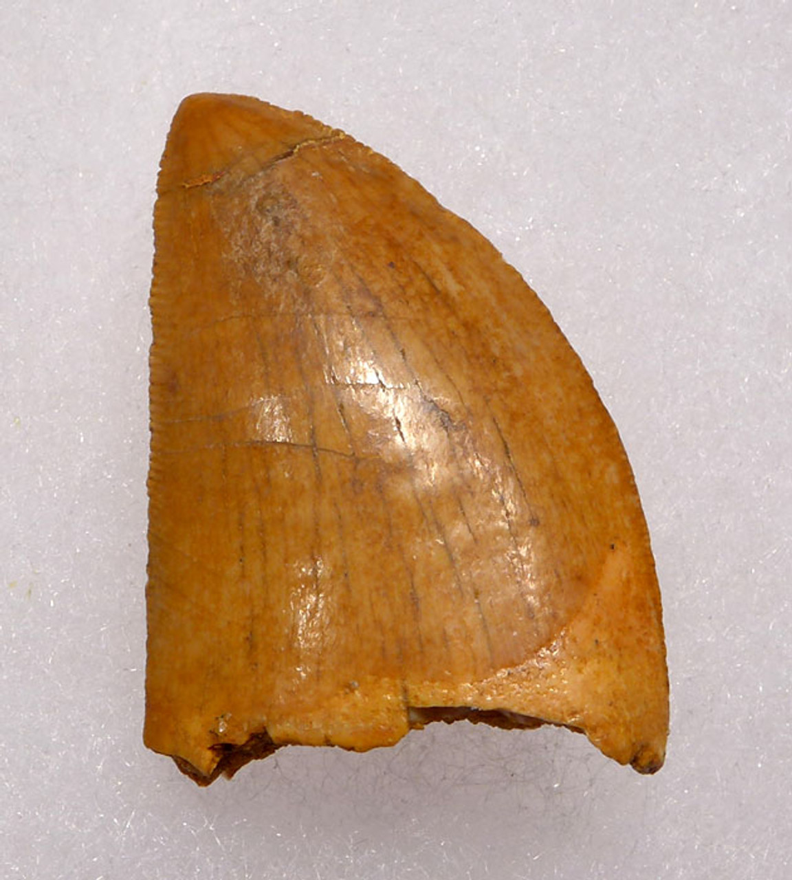 DT2-080 - UNBROKEN CARCHARODONTOSAURUS FOSSIL TOOTH FROM THE LARGEST MEAT-EATING DINOSAUR