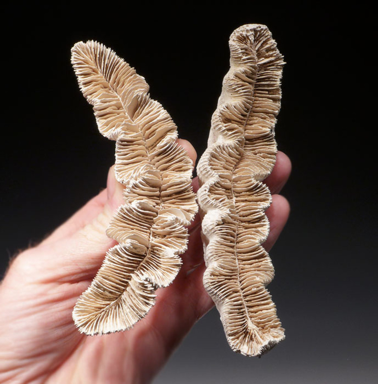 COR122 - FOSSILIZED PAIR OF JUVENILE PREHISTORIC ROSE CORAL COLONIES