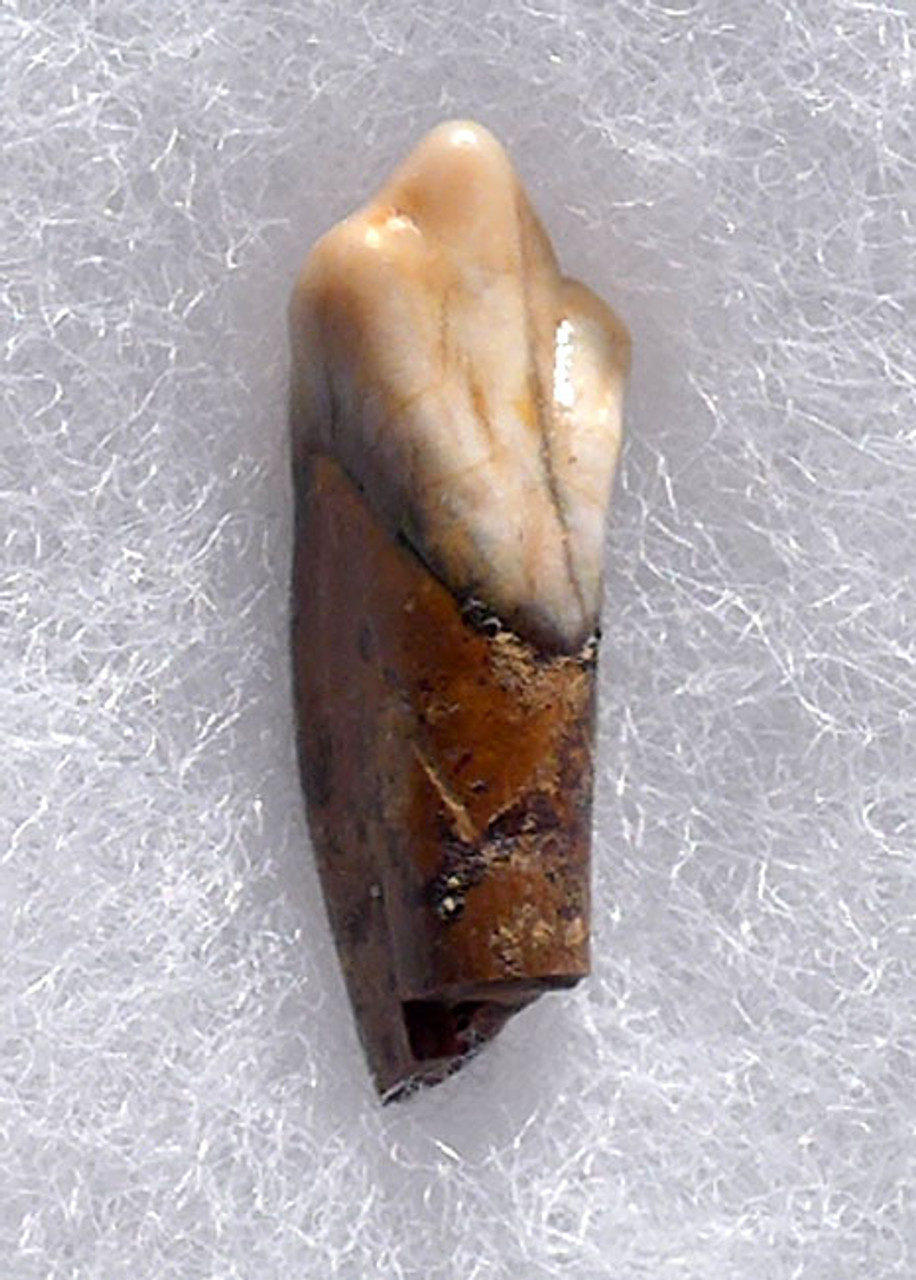 LM40-158 - CAVE BEAR URSUS SPELAEUS FOSSIL TOOTH FROM THE FAMOUS DRACHENHOHLE CAVE IN AUSTRIA
