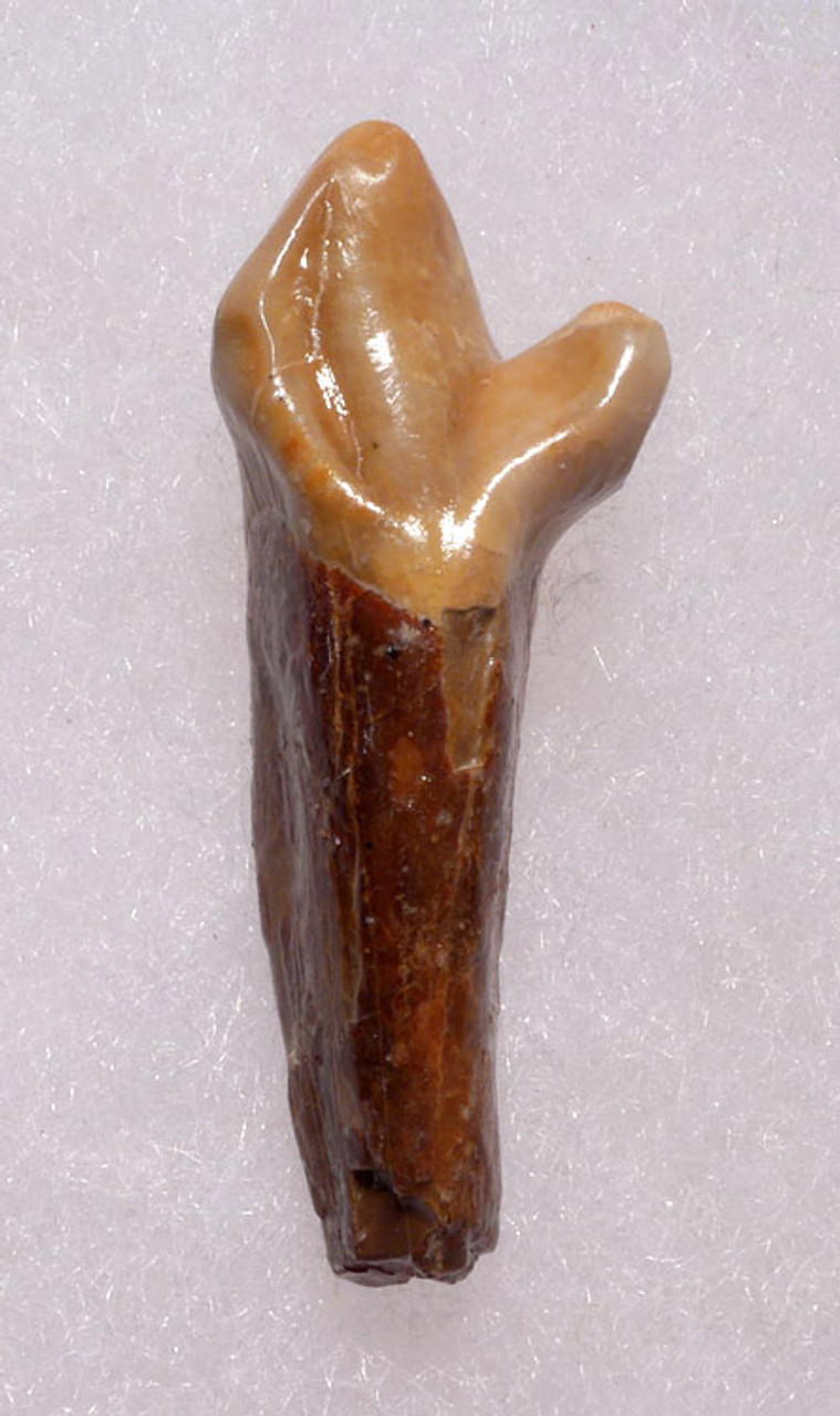 LM40-159 - RARE FINEST CAVE BEAR FOSSIL TOOTH WITH ROOT FROM THE FAMOUS DRACHENHOHLE DRAGONS CAVE IN AUSTRIA