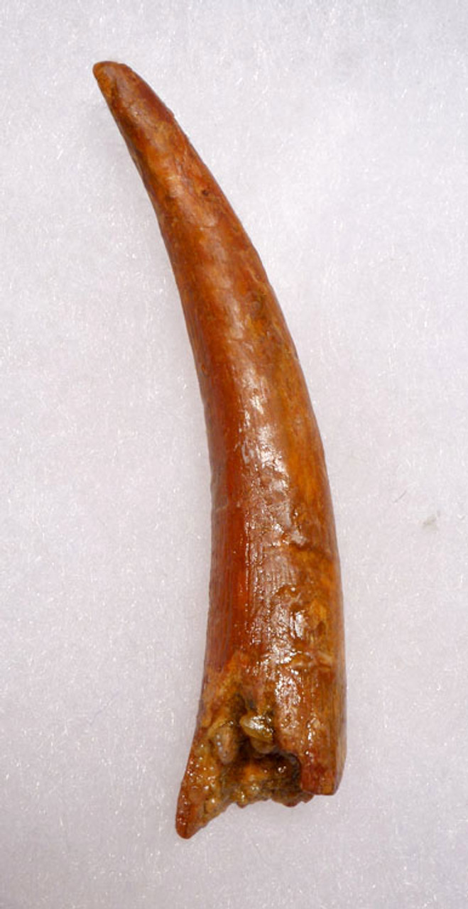 DT4-093 - OUR LARGEST EVER FINEST GRADE 2.5 INCH UNBROKEN PTERODACTYL PTEROSAUR TOOTH