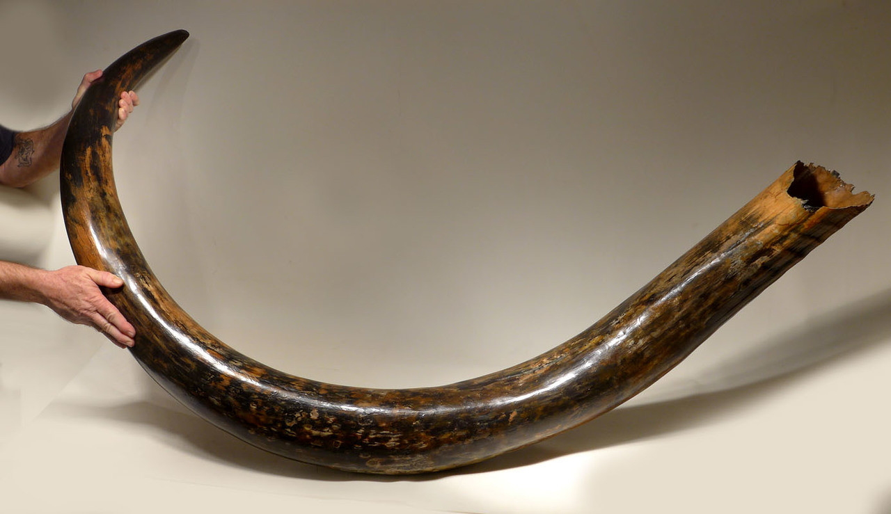 BIG-TUSKED MAMMOTH 英語 旧アジア レリーフ BIG-TUSKED MAMMOTH 英語 旧アジア レリーフ - メルカリ