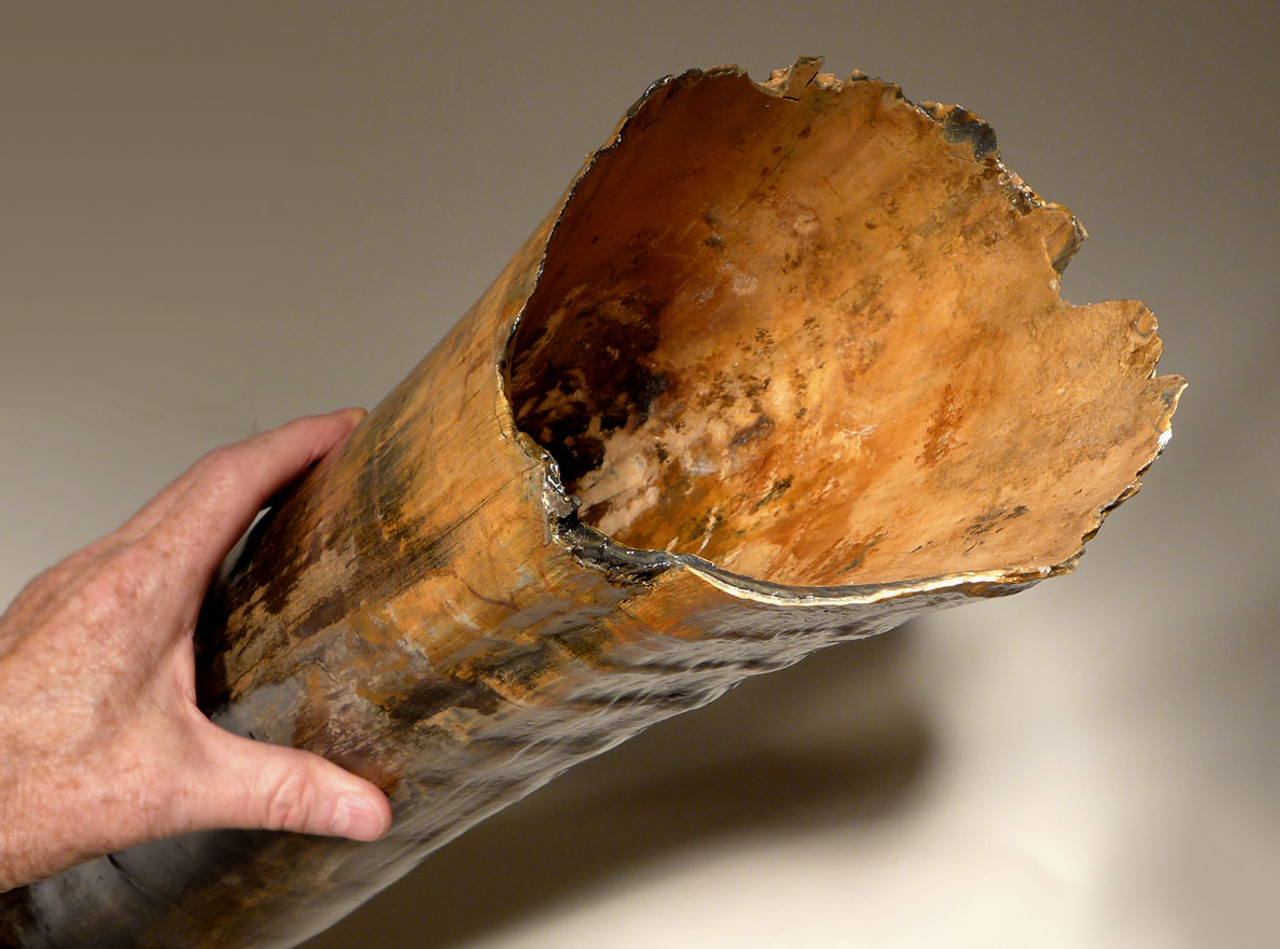 LARGEST MAMMOTH TUSK FOR SALE