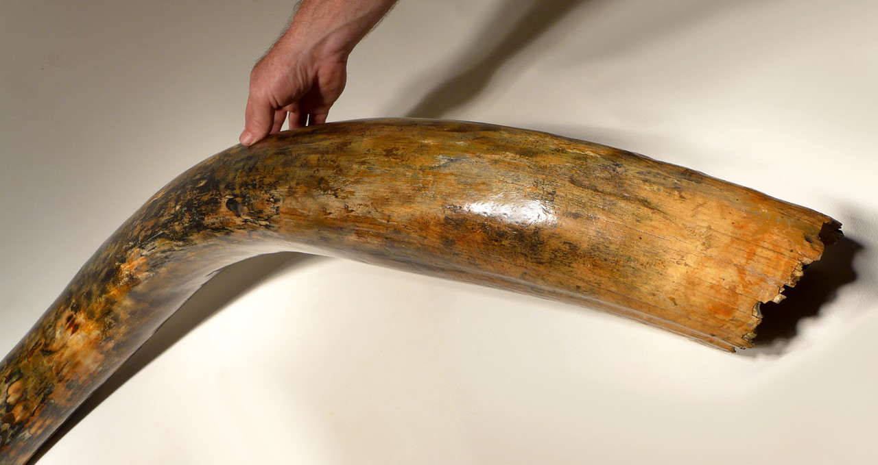 LARGEST MAMMOTH TUSK FOR SALE