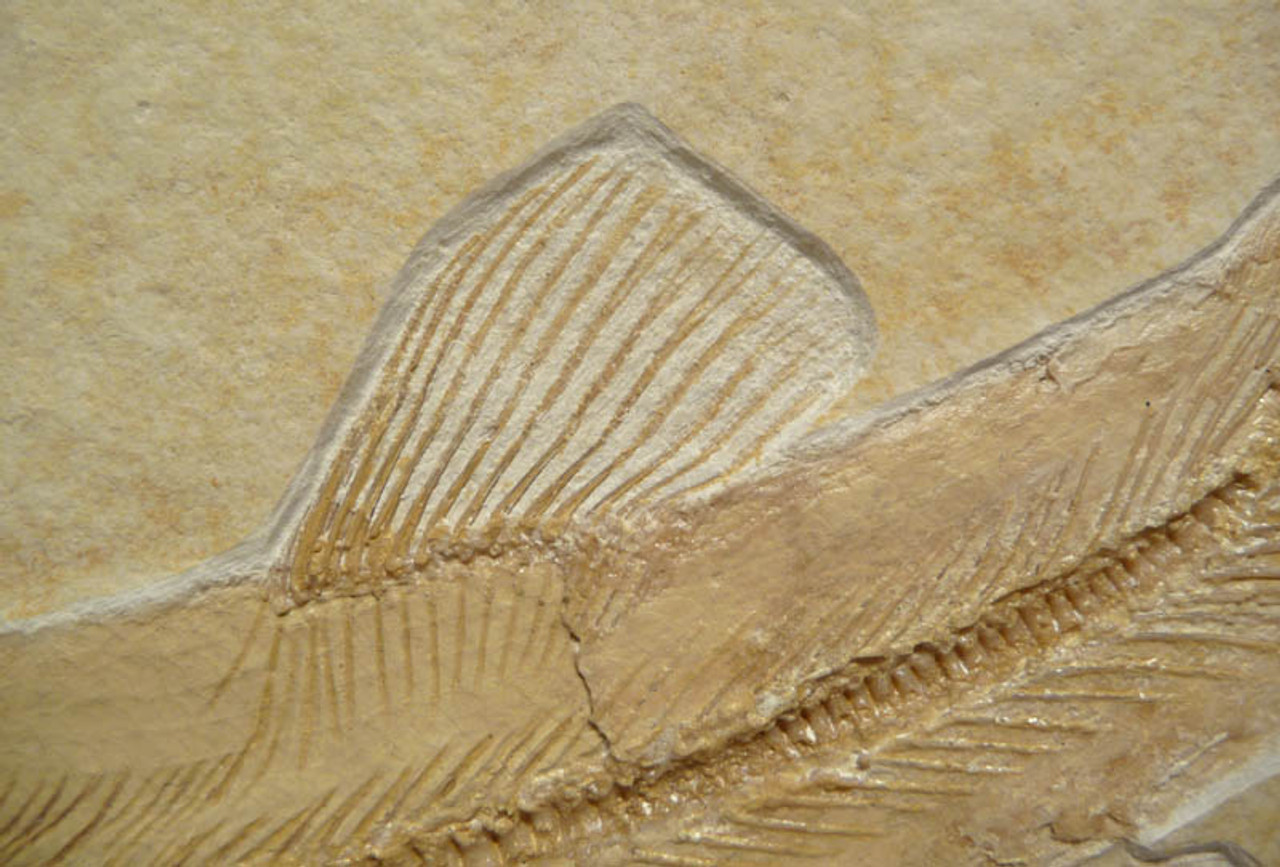 F063 - INCREDIBLE NATURAL "FISHING SCENE" FISH FOSSIL FEATURING A  RARE JURASSIC BOWFIN FROM FAMOUS SOLNHOFEN DEPOSITS