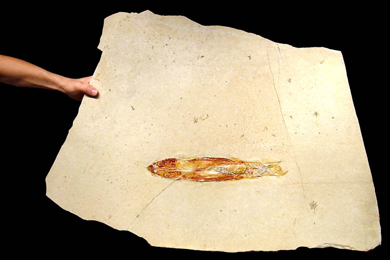 SQ003 - RED SOLNHOFEN FOSSIL SQUID WITH CALCITE CRYSTALS ON LARGE LIMESTONE SLAB