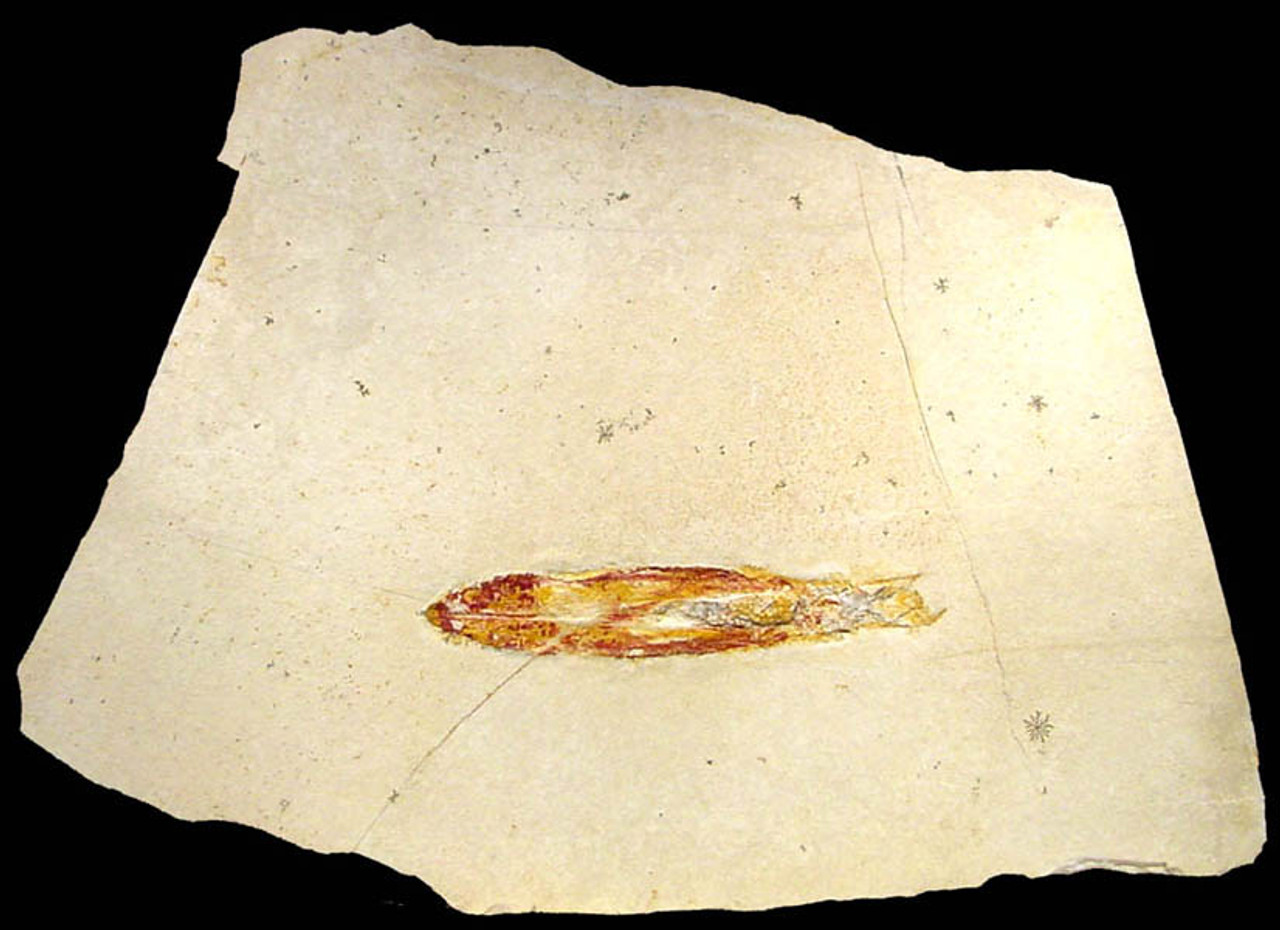 SQ003 - RED SOLNHOFEN FOSSIL SQUID WITH CALCITE CRYSTALS ON LARGE LIMESTONE SLAB