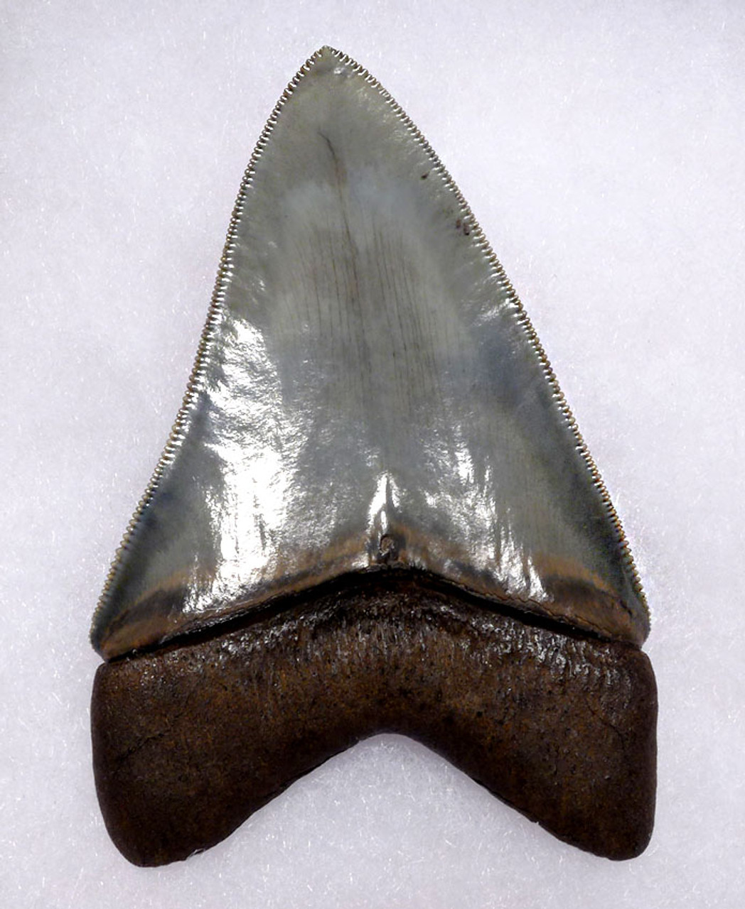 SH6-370 - INVESTMENT GRADE 4 INCH WARM BLUE-SILVER MEGALODON SHARK TOOTH