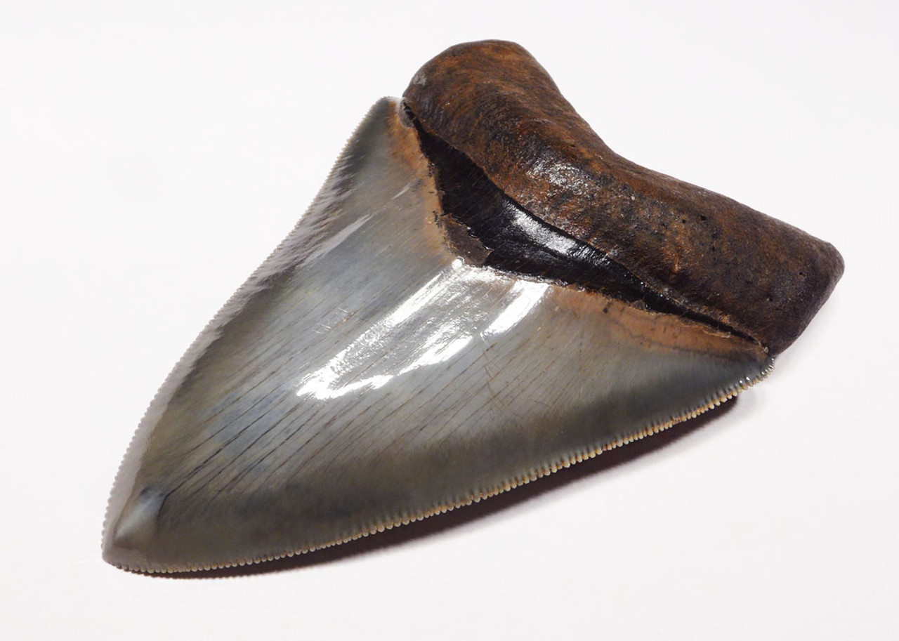 SH6-370 - INVESTMENT GRADE 4 INCH WARM BLUE-SILVER MEGALODON SHARK TOOTH