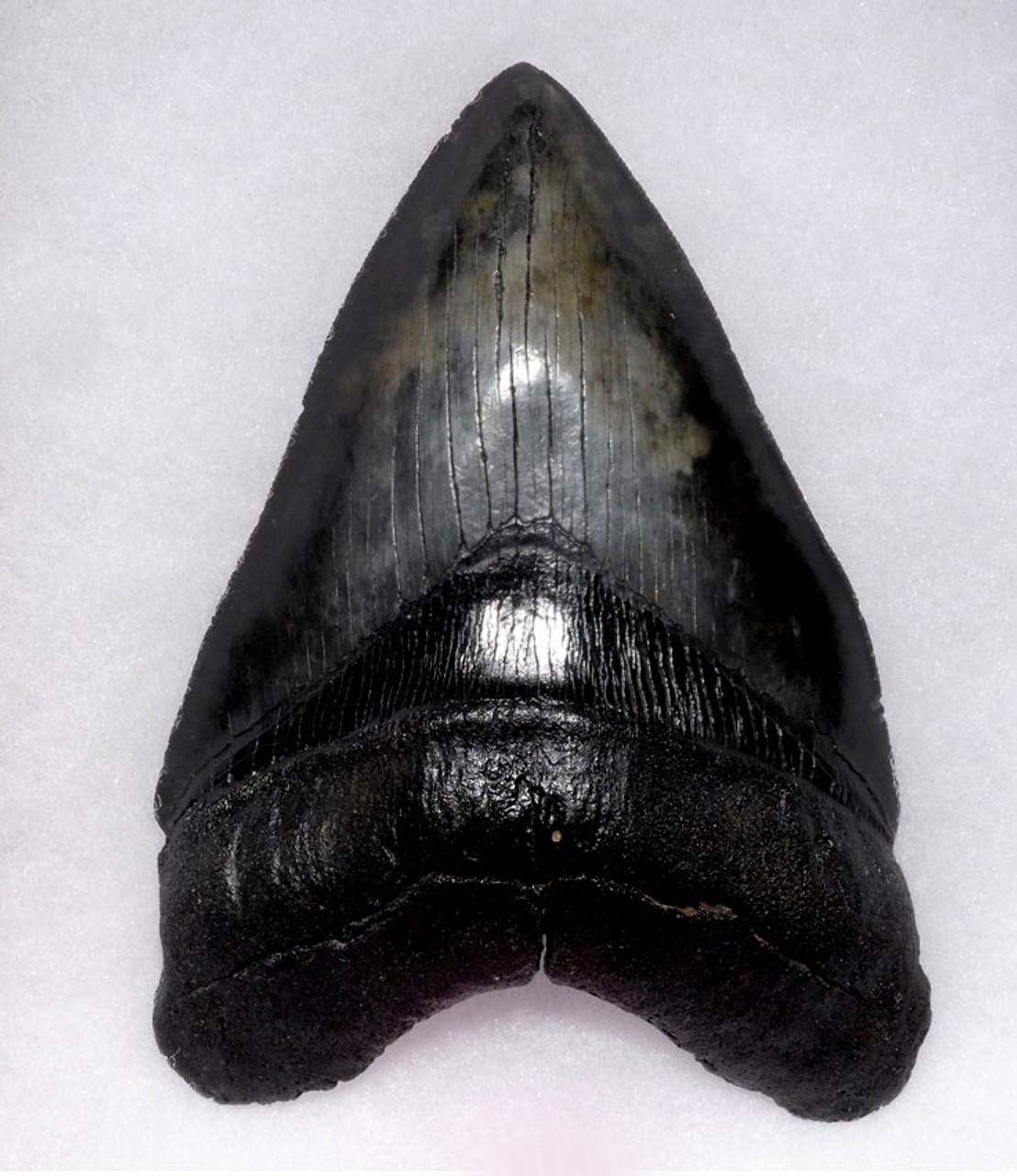 SIX 6 INCH MEGALODON FOSSIL SHARK MEG TOOTH FOR SALE