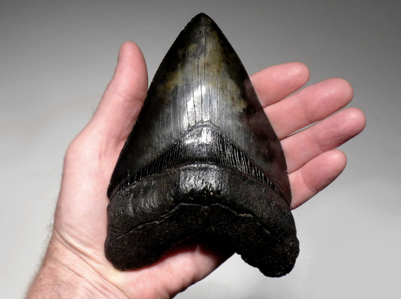 SIX 6 INCH MEGALODON FOSSIL SHARK MEG TOOTH FOR SALE