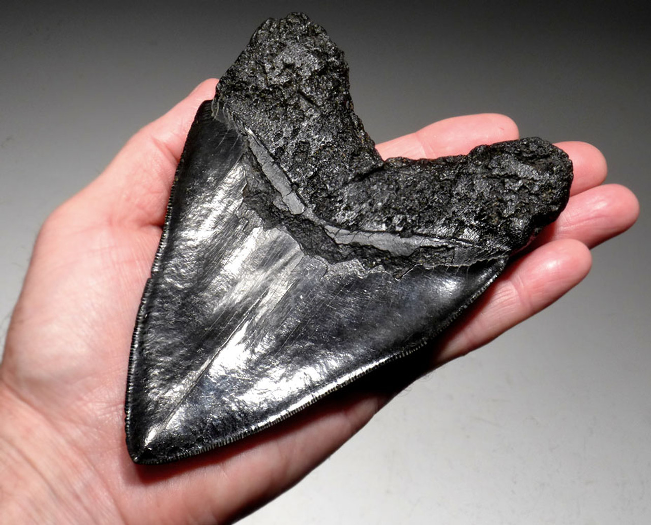 SIX 6 INCH MEGALODON FOSSIL SHARK MEG TOOTH FOR SALE