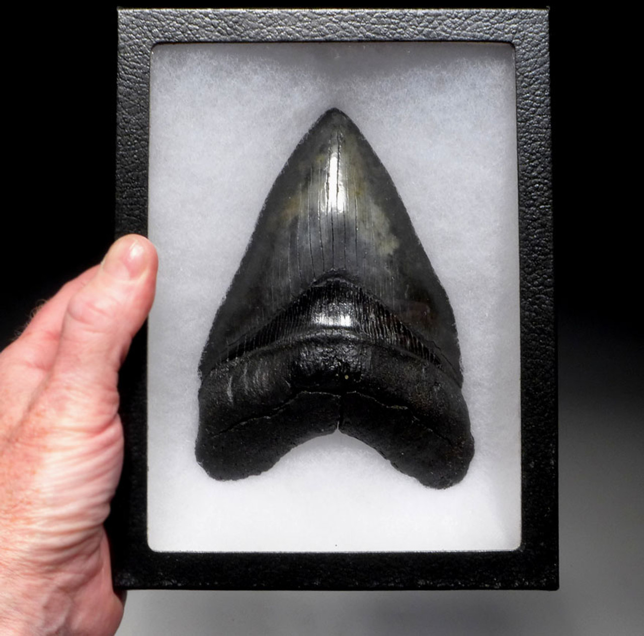 SIX 6 INCH MEGALODON FOSSIL SHARK MEG TOOTH FOR SALE