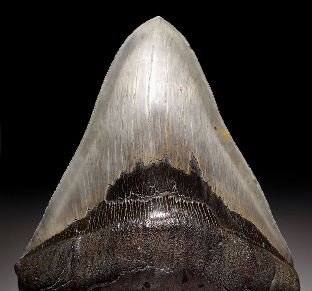 SH6-350 -  UNRESTORED INVESTMENT CLASS 6 INCH MEGALODON SHARK TOOTH