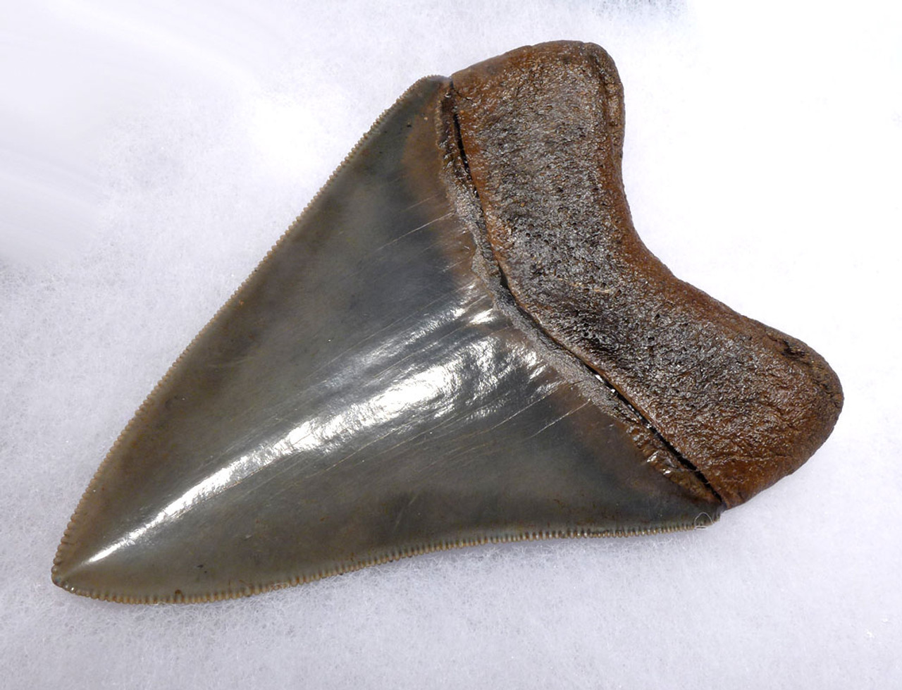 SH6-387 - COLLECTOR GRADE 4.25 INCH MEGALODON SHARK TOOTH WITH CHATOYANT SILVER ENAMEL
