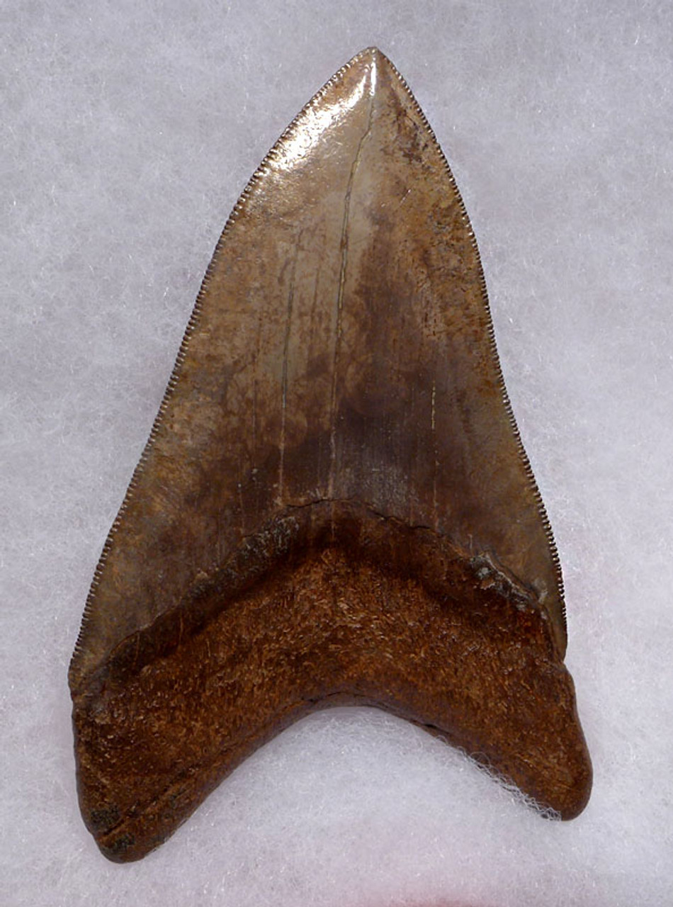 SH6-383 - COLLECTOR GRADE 4.25 INCH IVORY AND COPPER MEGALODON SHARK TOOTH FROM THE LOWER JAW WITH ST MARYS RIVER OPEN SPOTTING