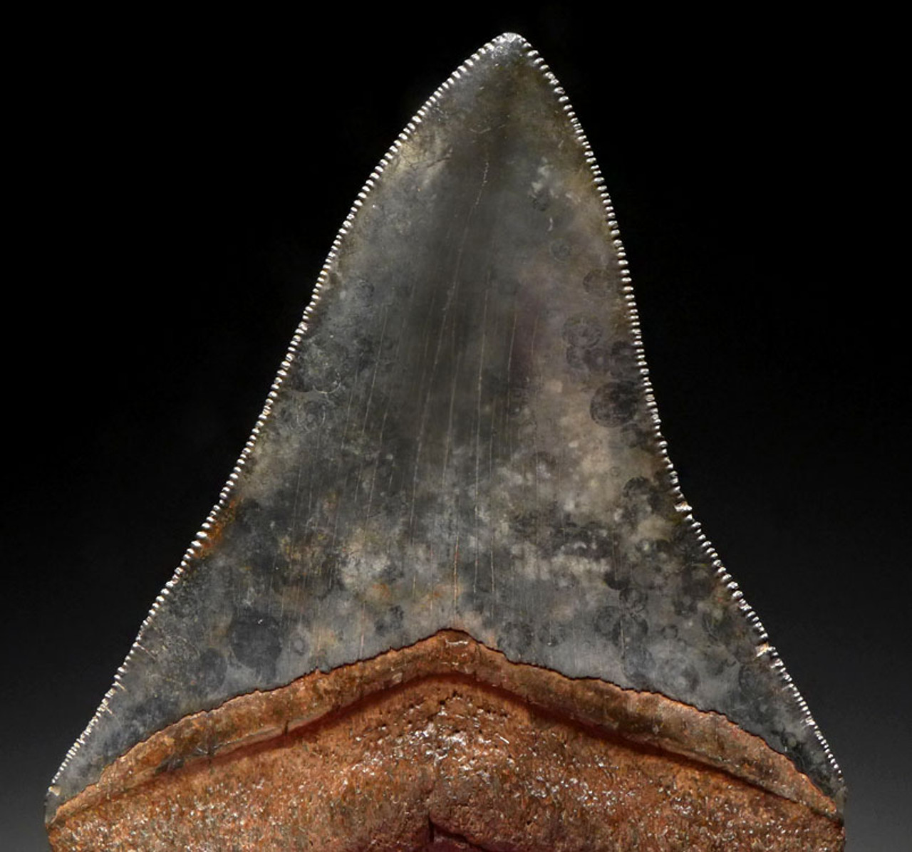 SH6-386 - COLLECTOR GRADE 4 INCH MEGALODON SHARK TOOTH WITH RARE SPOTTED AND MARBLED BLUE GRAY ENAMEL