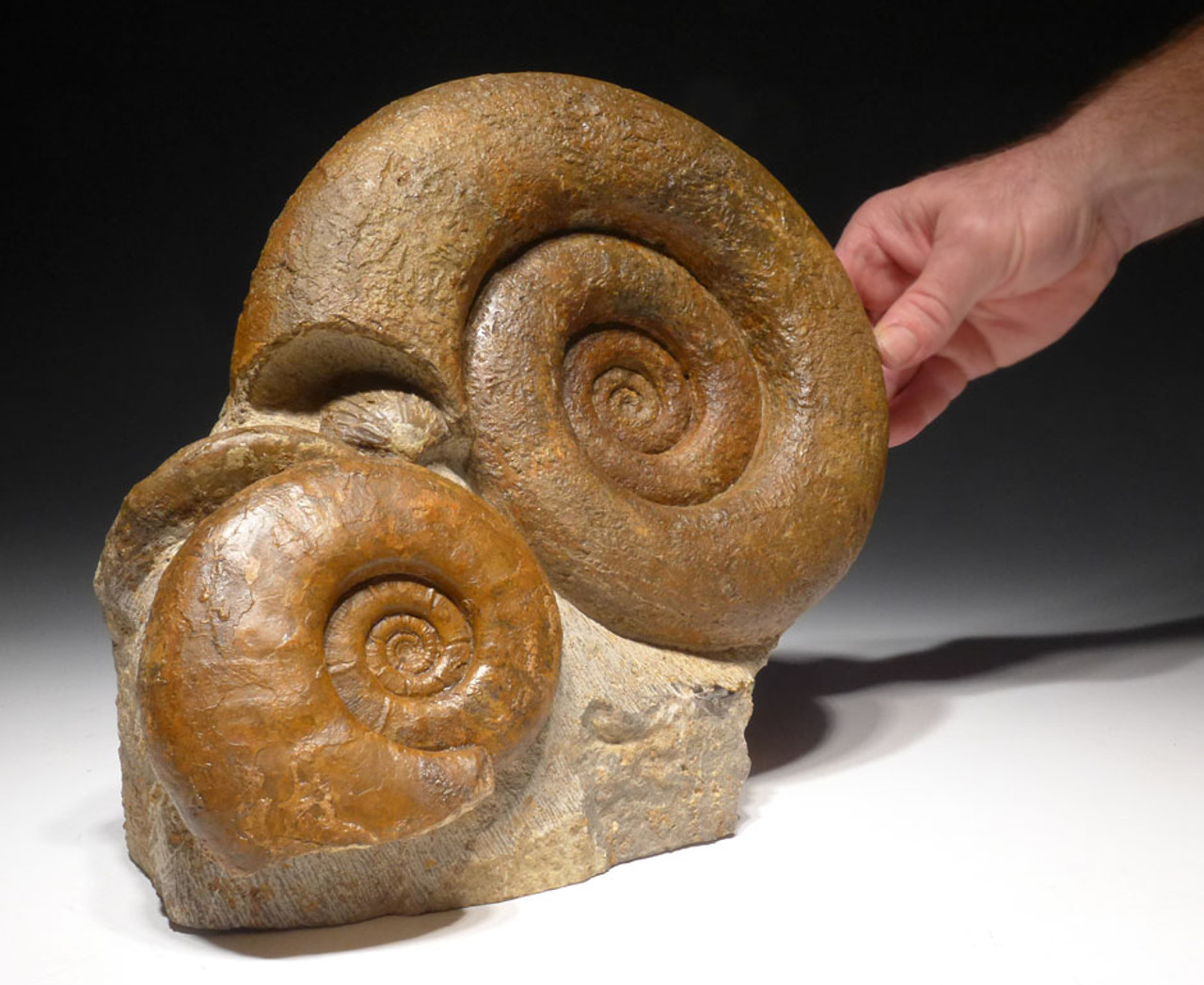 AMX349 - SHOWPIECE PREHISTORIC AMMONITES AND SHELL SEA LIFE CLUSTER FROM THE JURASSIC