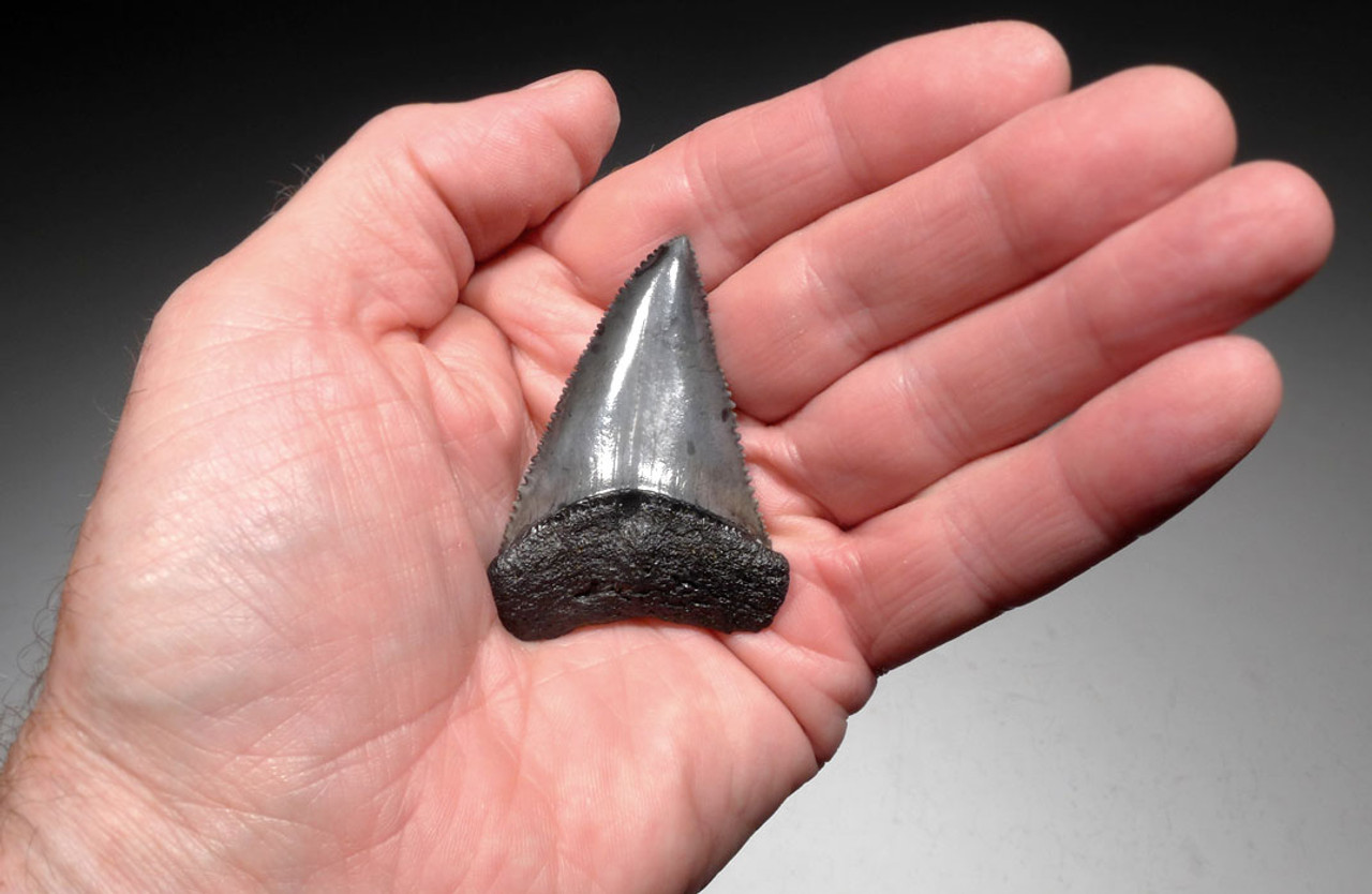 SHX055 - LARGE 2.25 INCH GREAT WHITE FOSSIL SHARK CARCHARIAS TOOTH