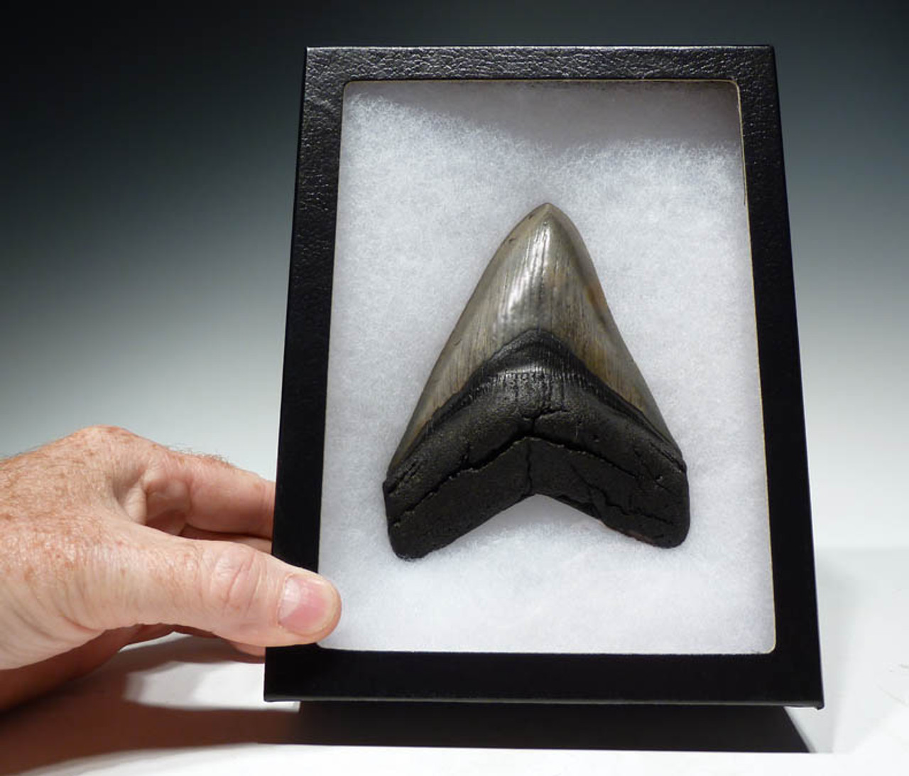 SH6-198 - COLLECTOR GRADE 5.25 INCH MEGALODON SHARK FOSSIL TOOTH