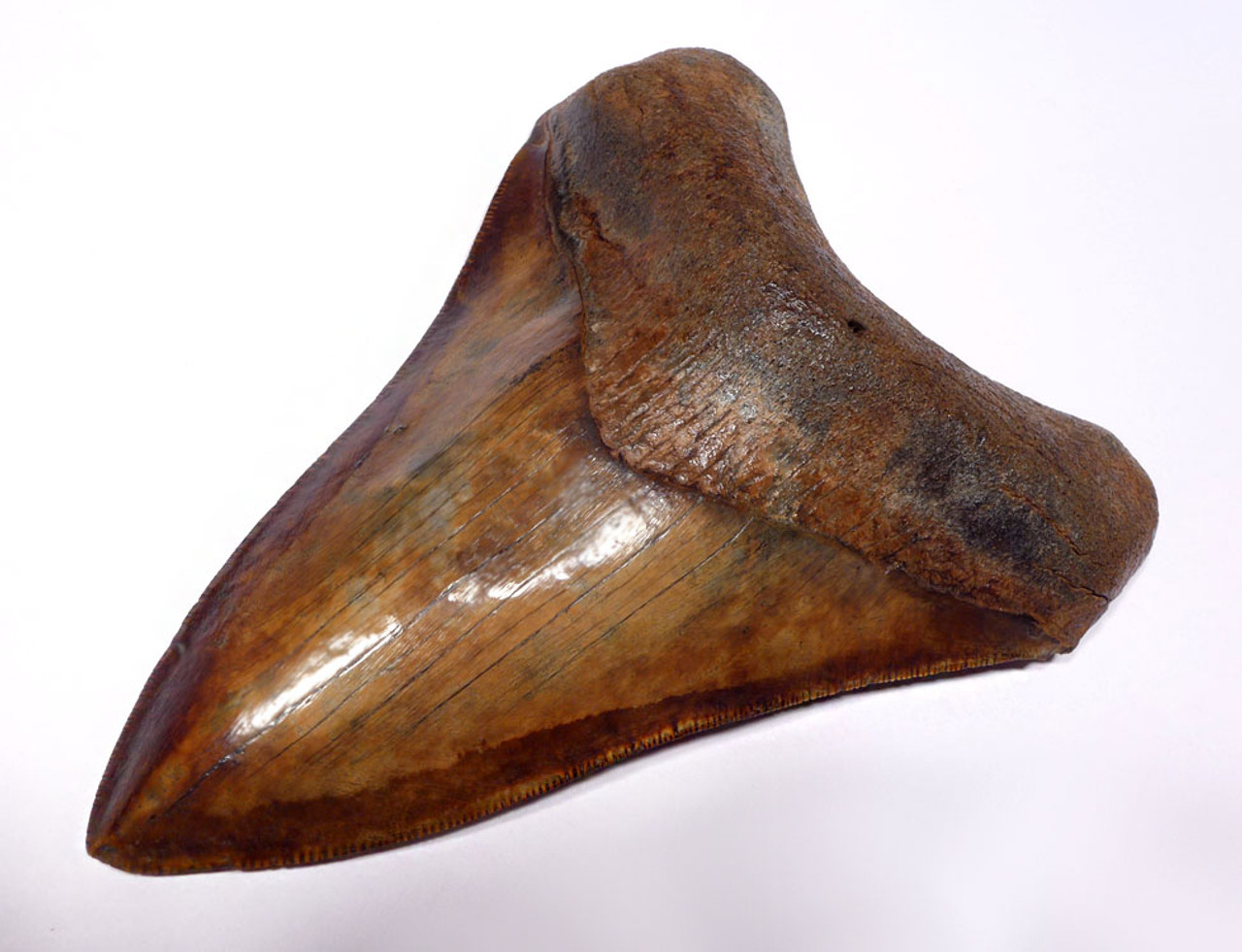 SH6-394 - SUPREME COLLECTOR GRADE LOWER JAW COPPER RED 4.15 INCH MEGALODON FOSSIL SHARK TOOTH