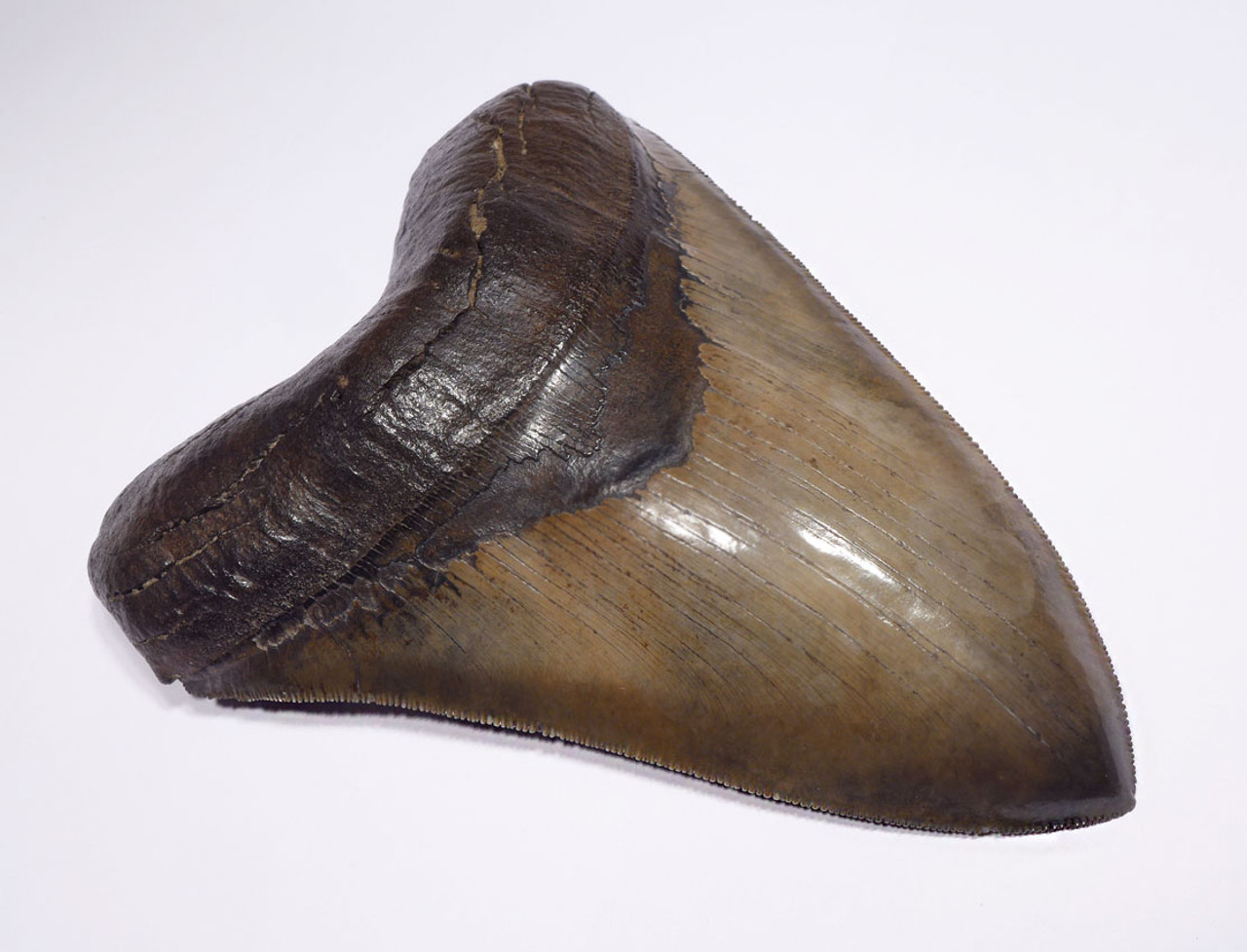 SH6-391 -  INVESTMENT CLASS BRONZE GOLD 6 INCH MEGALODON SHARK TOOTH CHATOYANT ENAMEL AND NO REPAIR OR RESTORATION