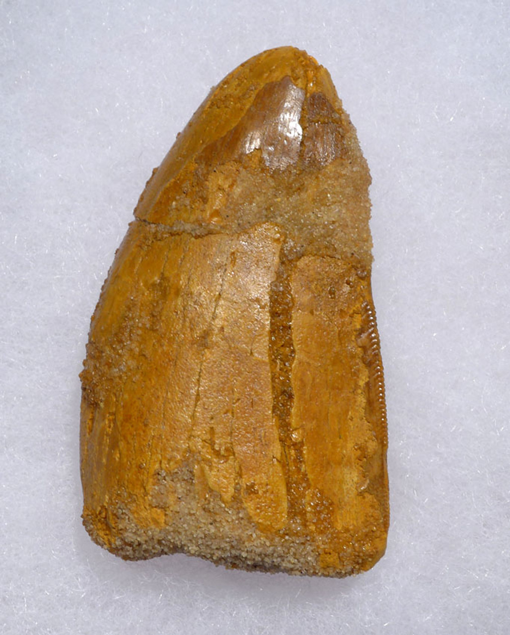DT2-088 - FAT CARCHARODONTOSAURUS DINOSAUR FOSSIL TOOTH FROM THE LARGEST MEAT-EATING DINOSAUR 